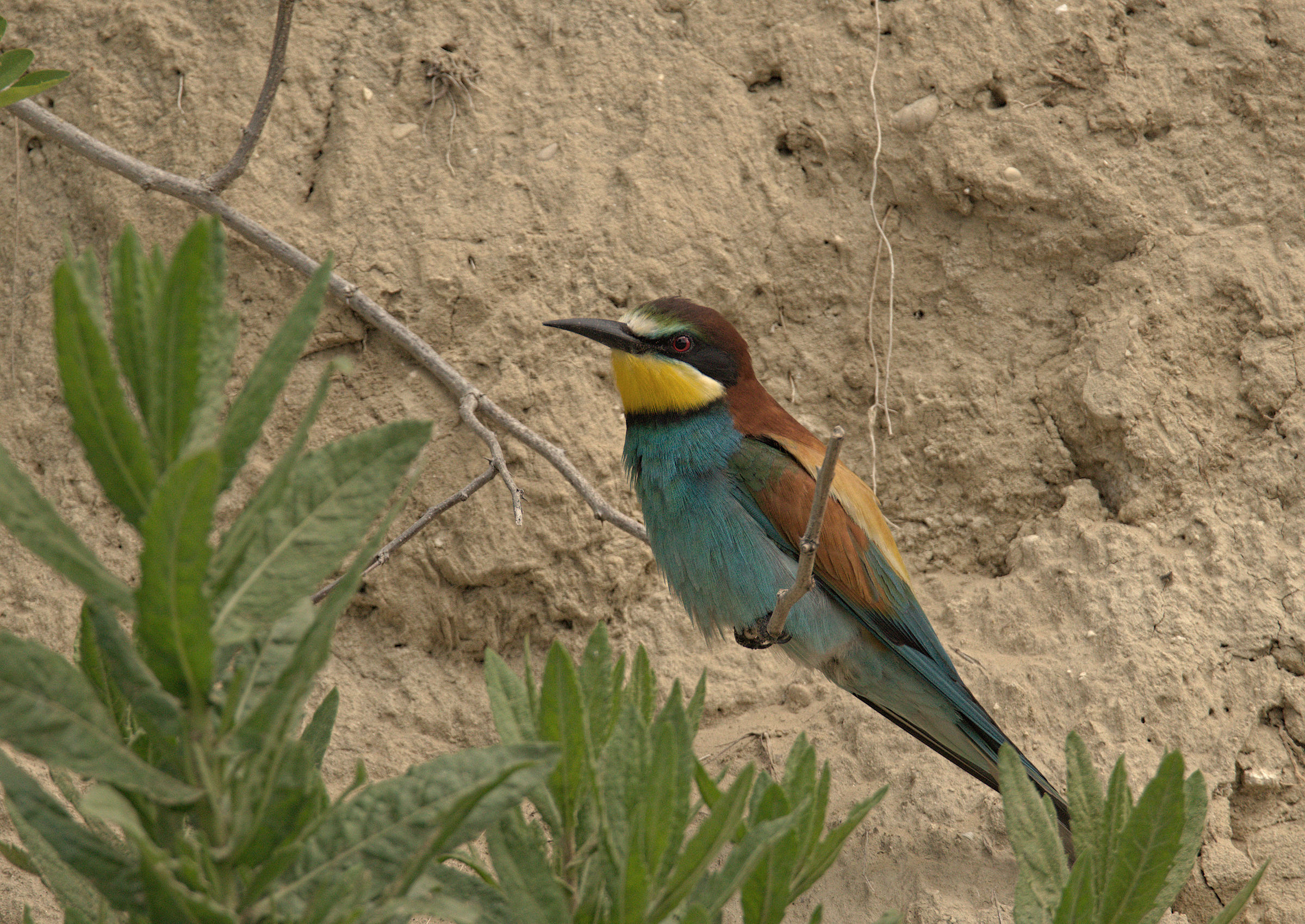 Bee-eater