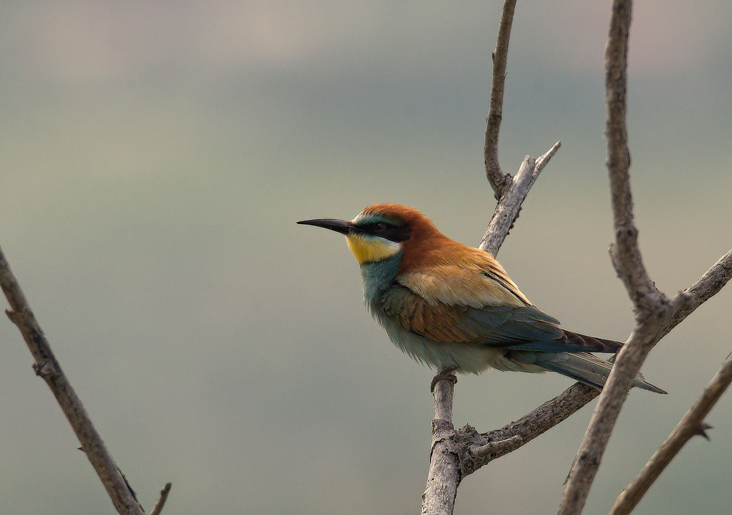 Bee-eater