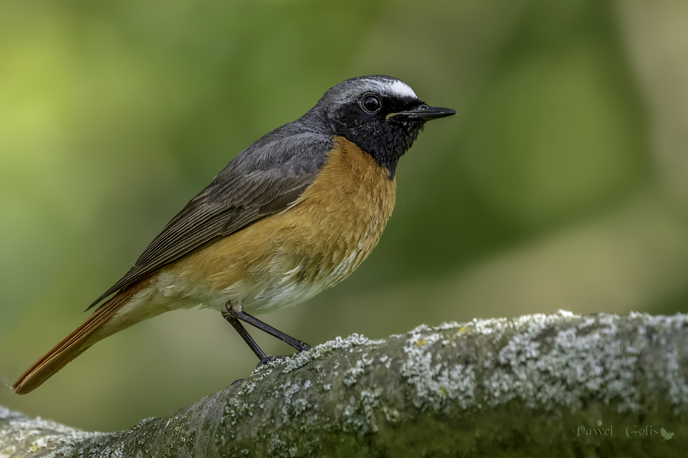 Comune Codirosso (phoenicurus Phoenicurus)