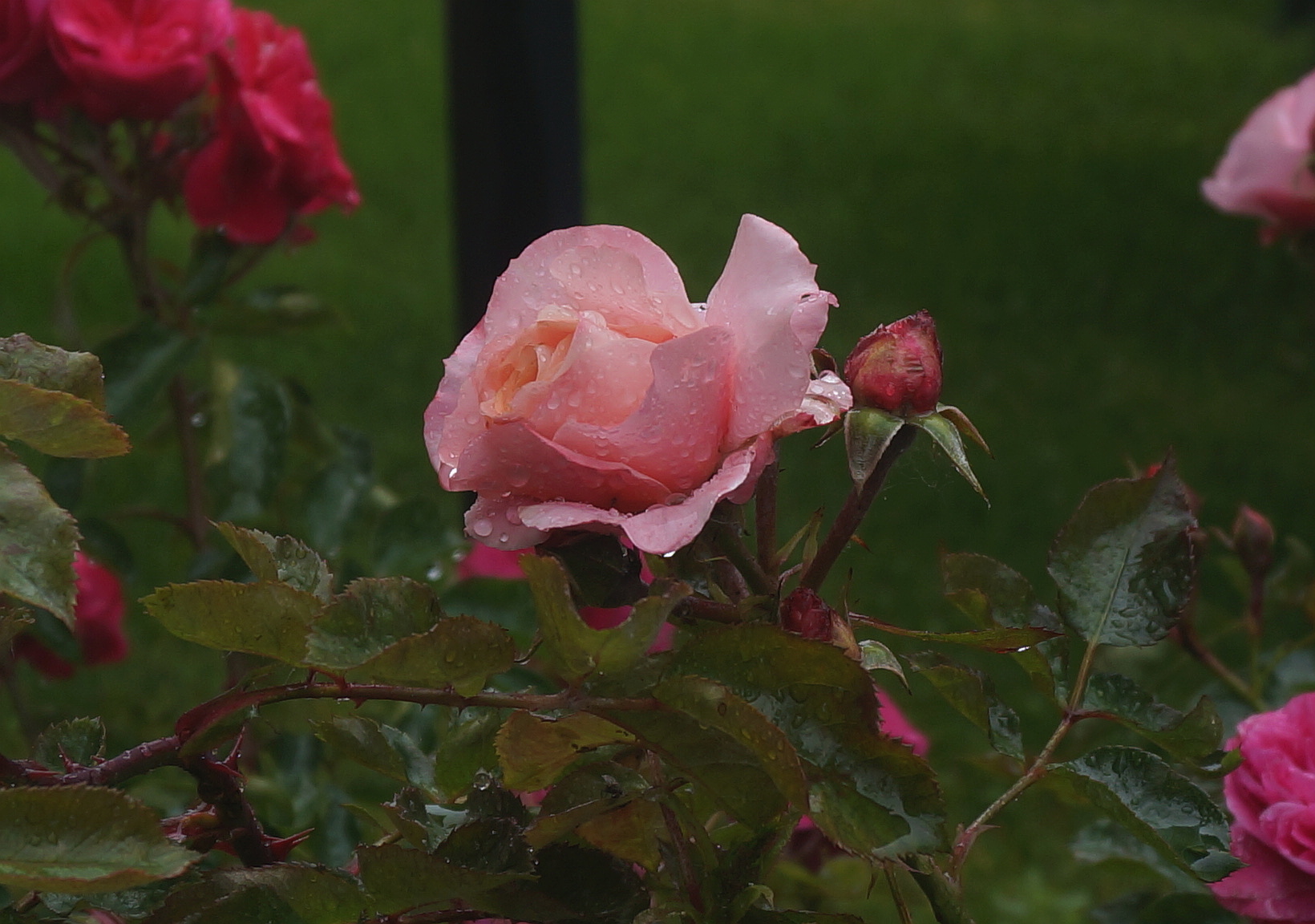 18/5/2019 hours 9.30