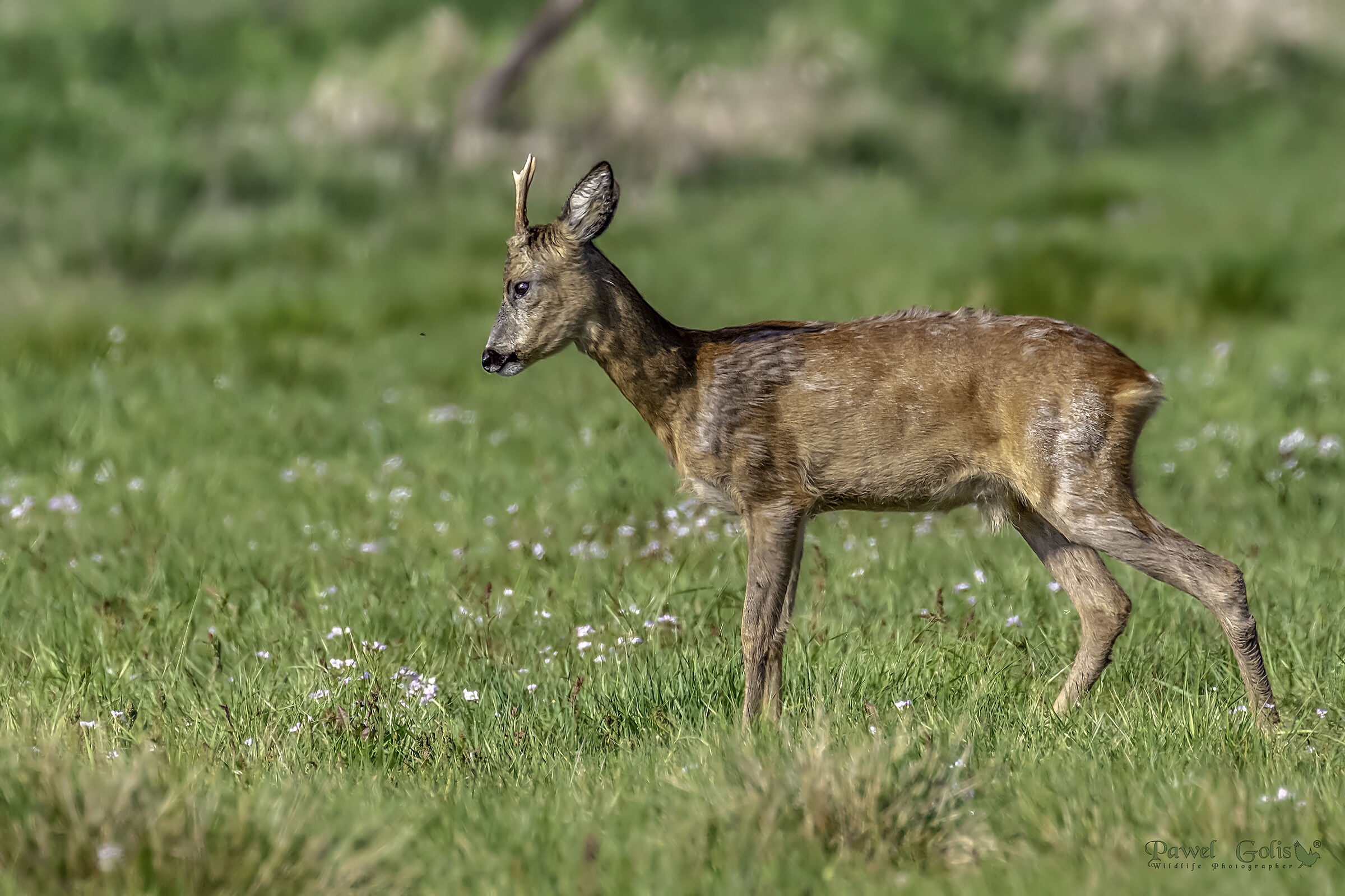 Roe deer - goat (Capreolus capreolus)