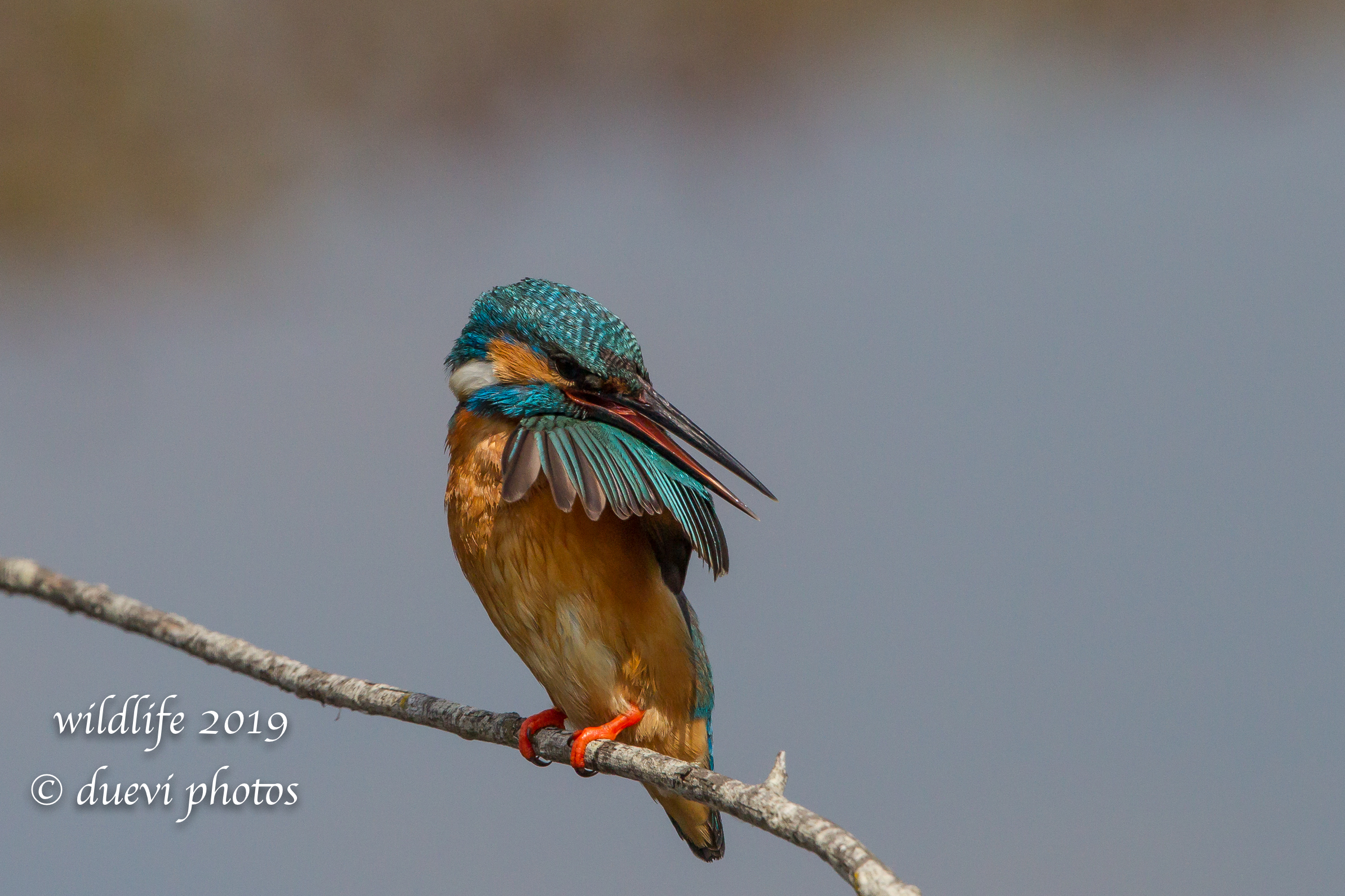 Alcedo Atthis-Kingfisher