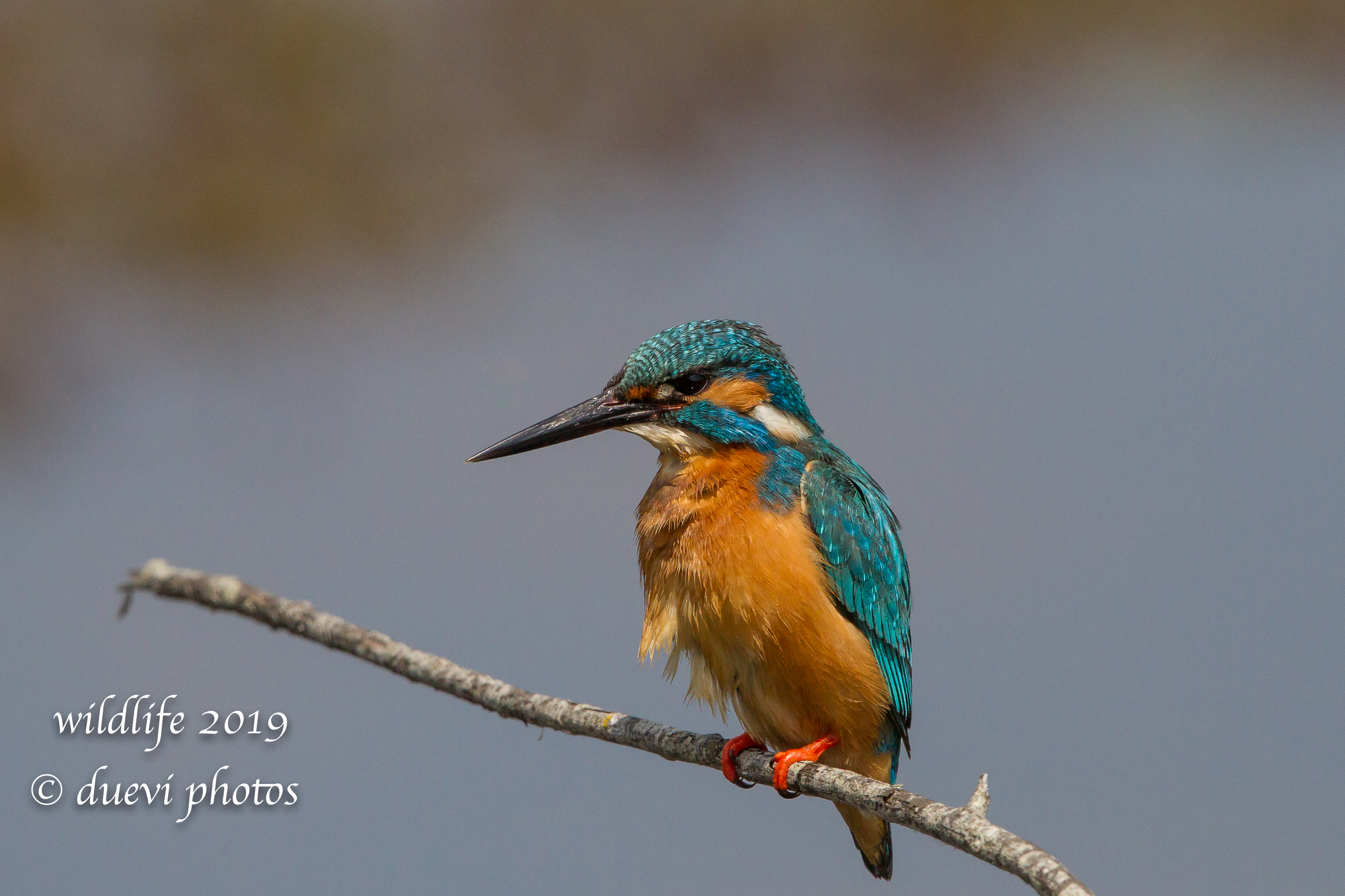 Alcedo Atthis-Kingfisher