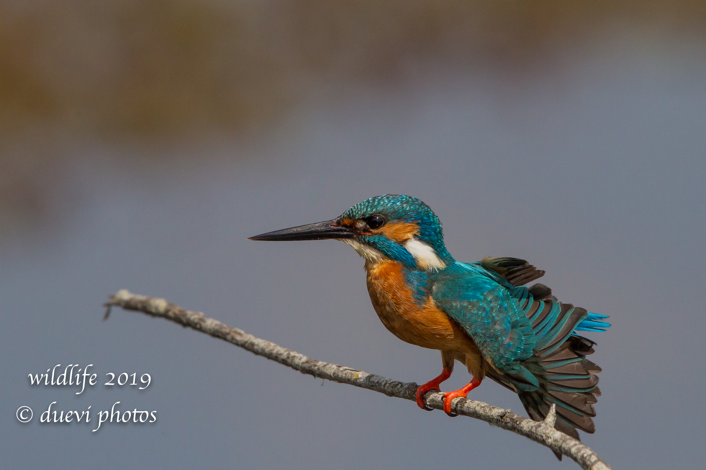 Alcedo Atthis-Kingfisher