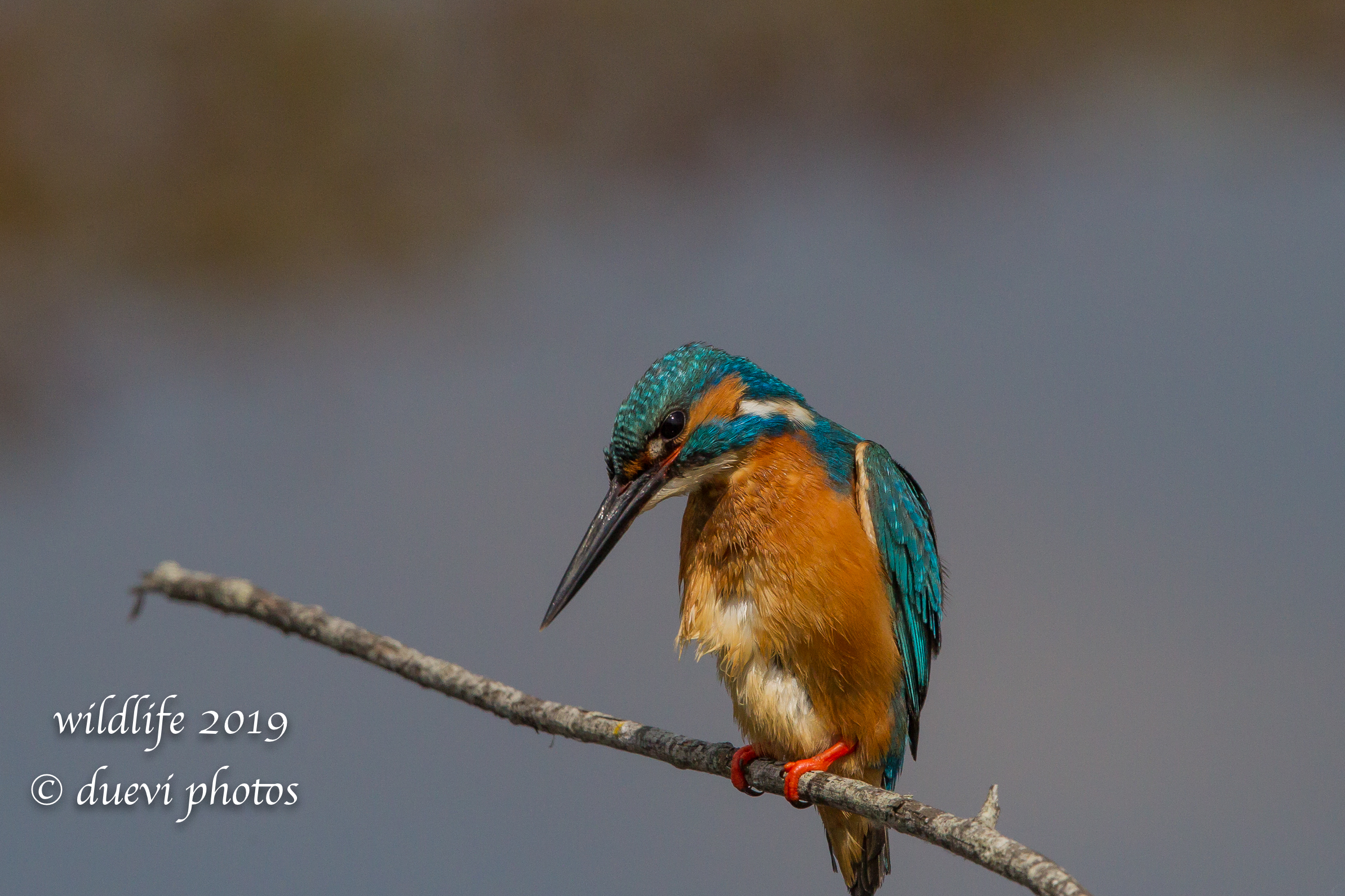 Alcedo Atthis-Kingfisher