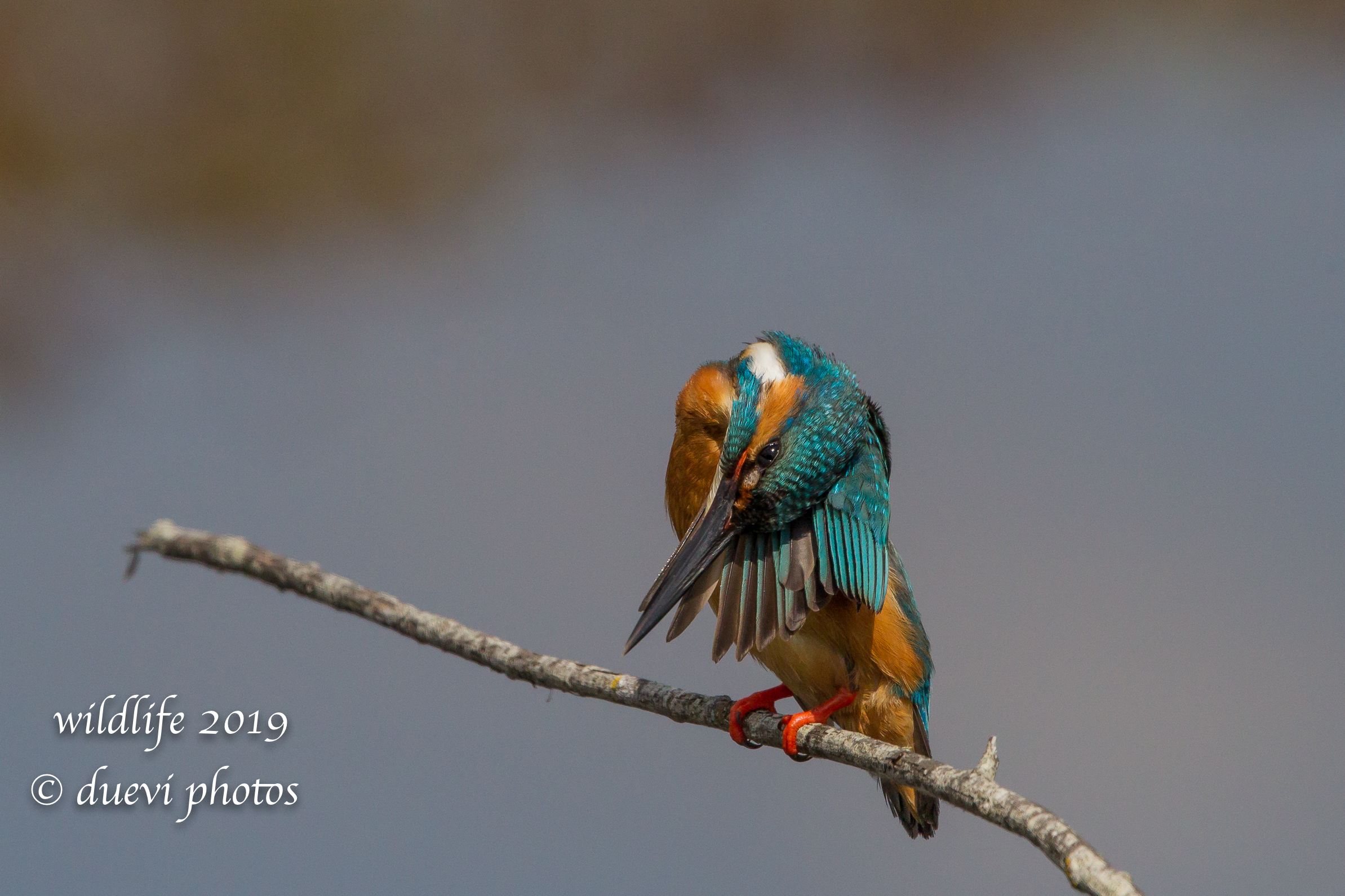 Alcedo Atthis-Kingfisher