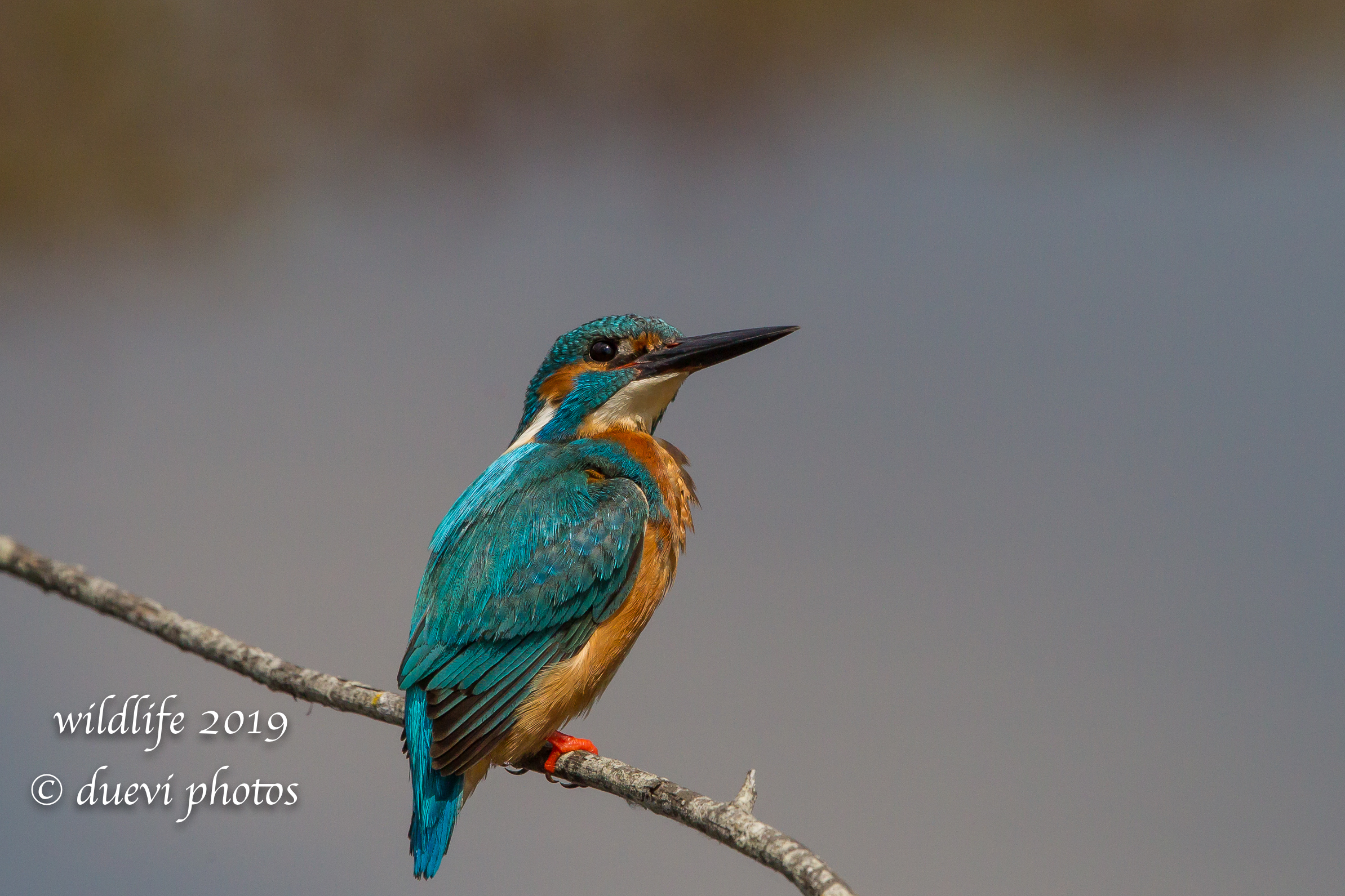 Alcedo Atthis-Kingfisher