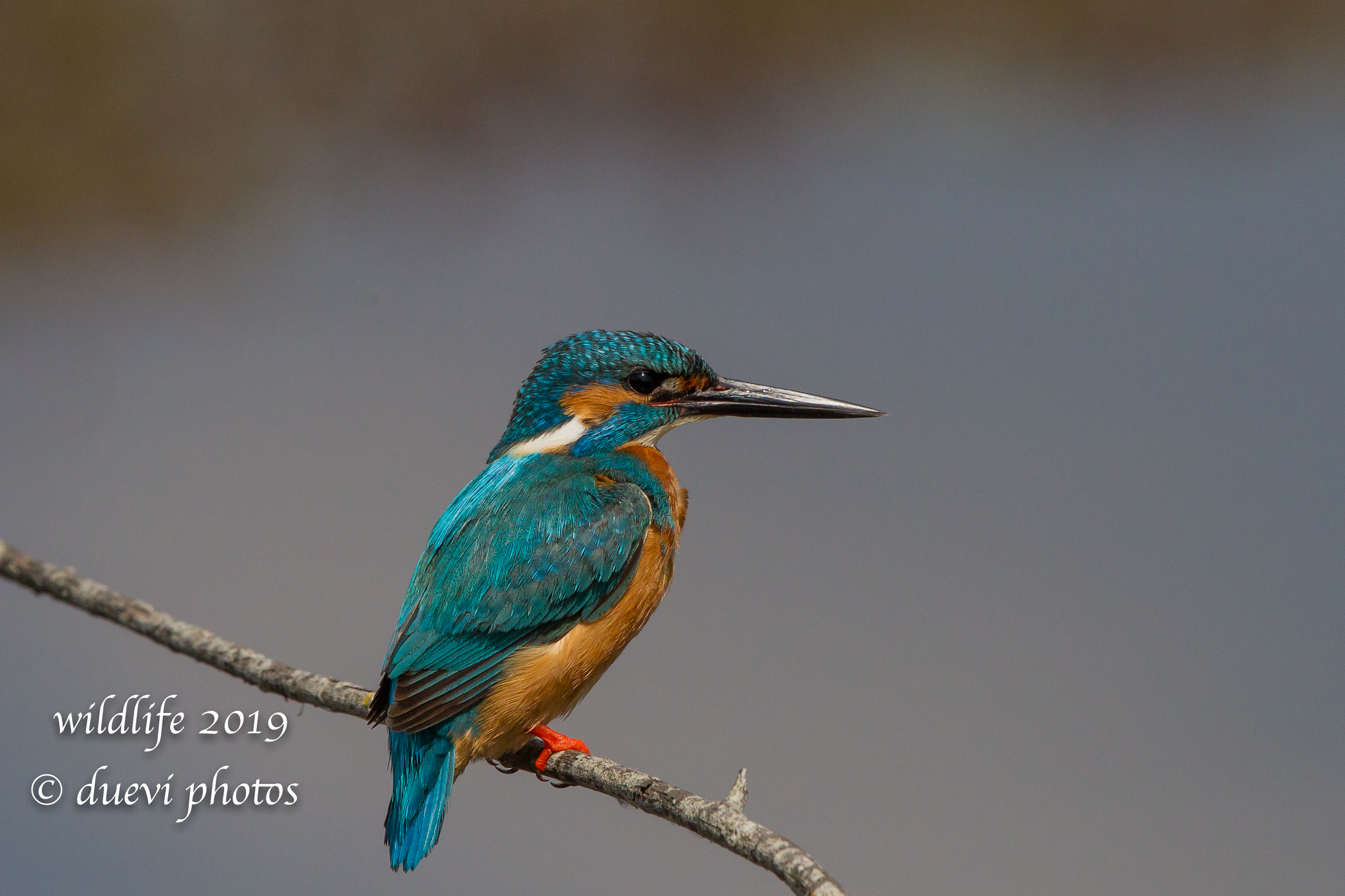 Alcedo Atthis-Kingfisher