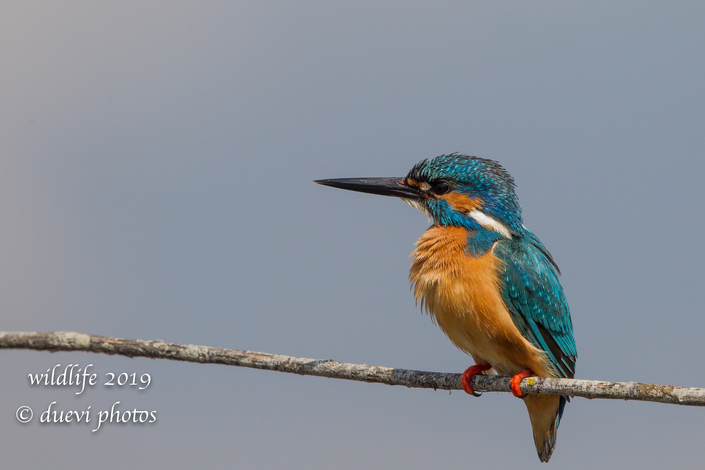 Alcedo Atthis-Kingfisher