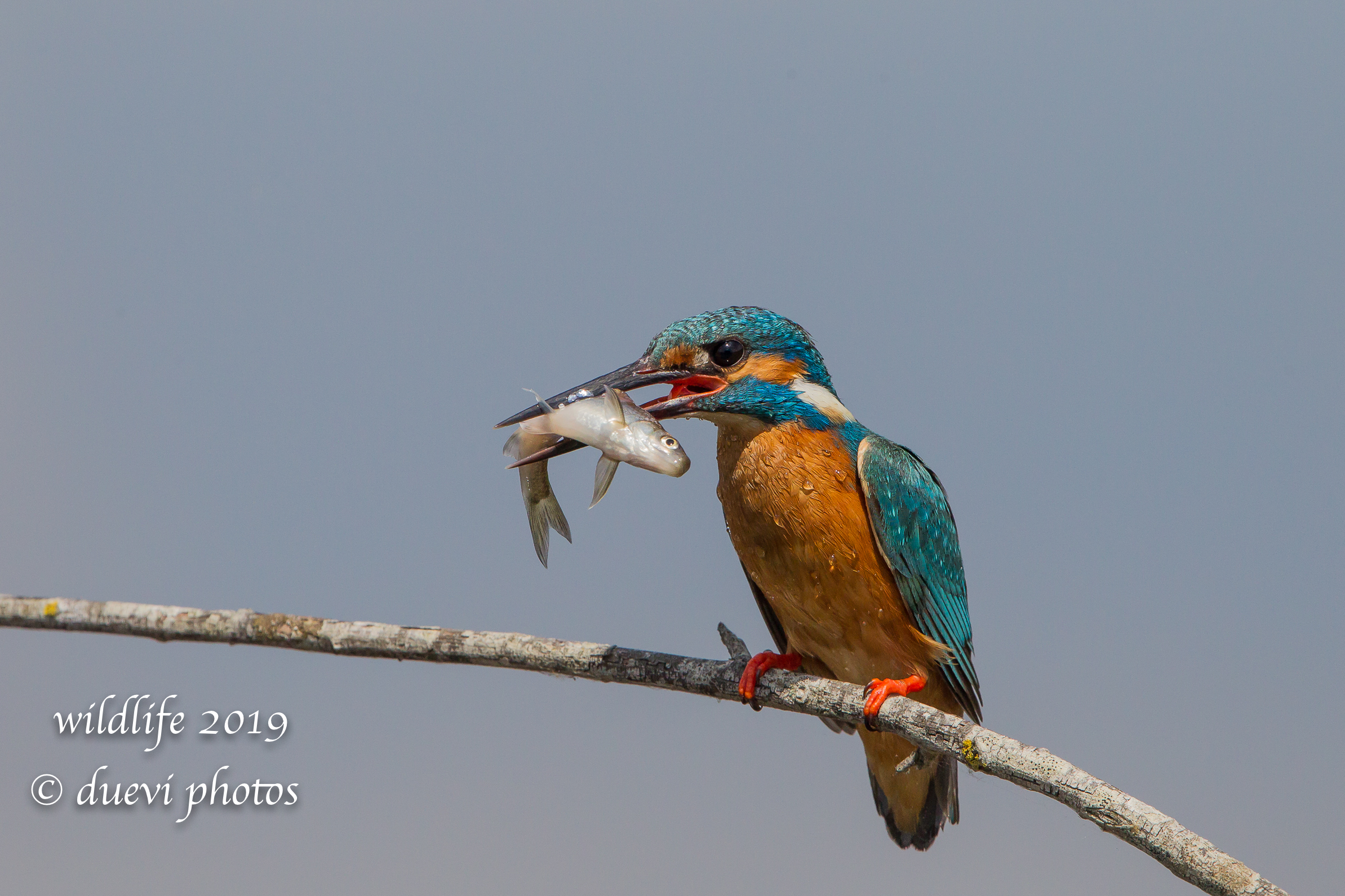 Alcedo Atthis-Kingfisher