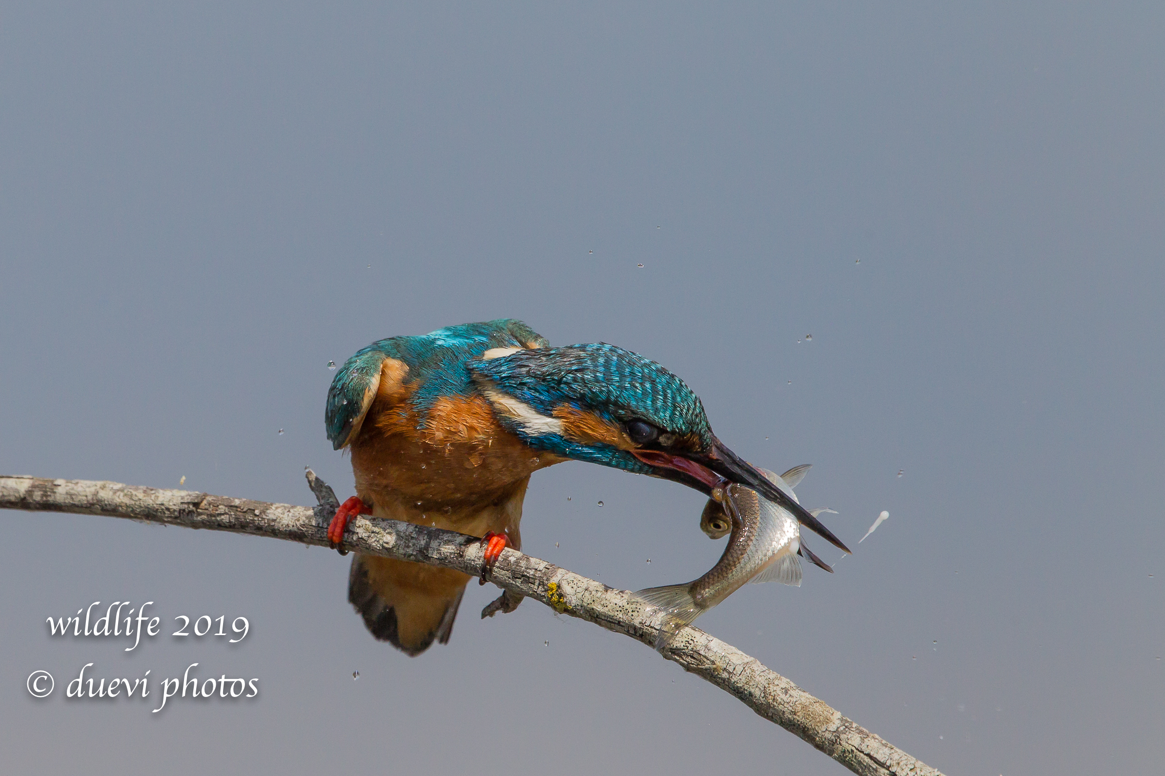 Alcedo Atthis-Kingfisher