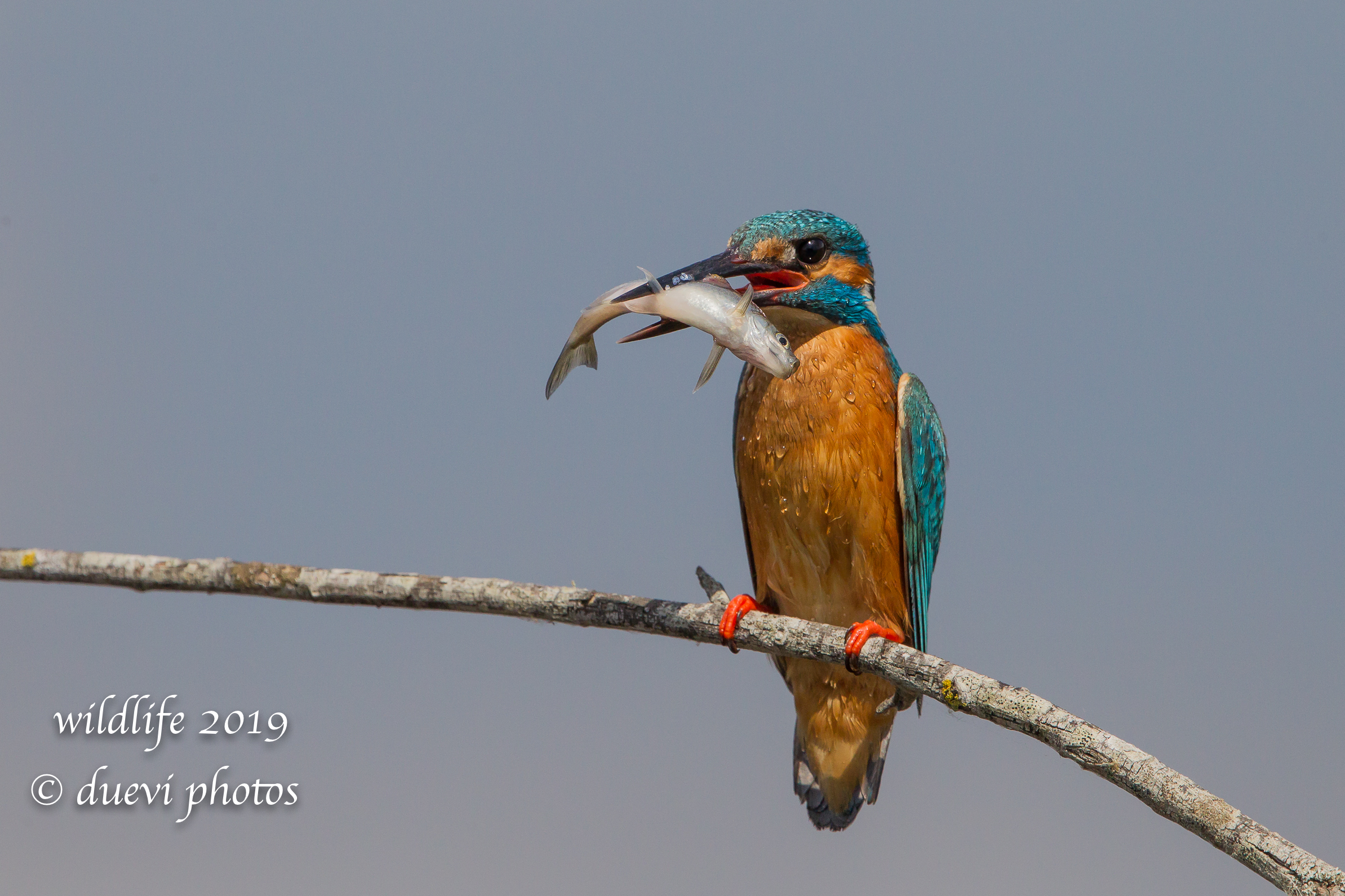 Alcedo Atthis-Kingfisher