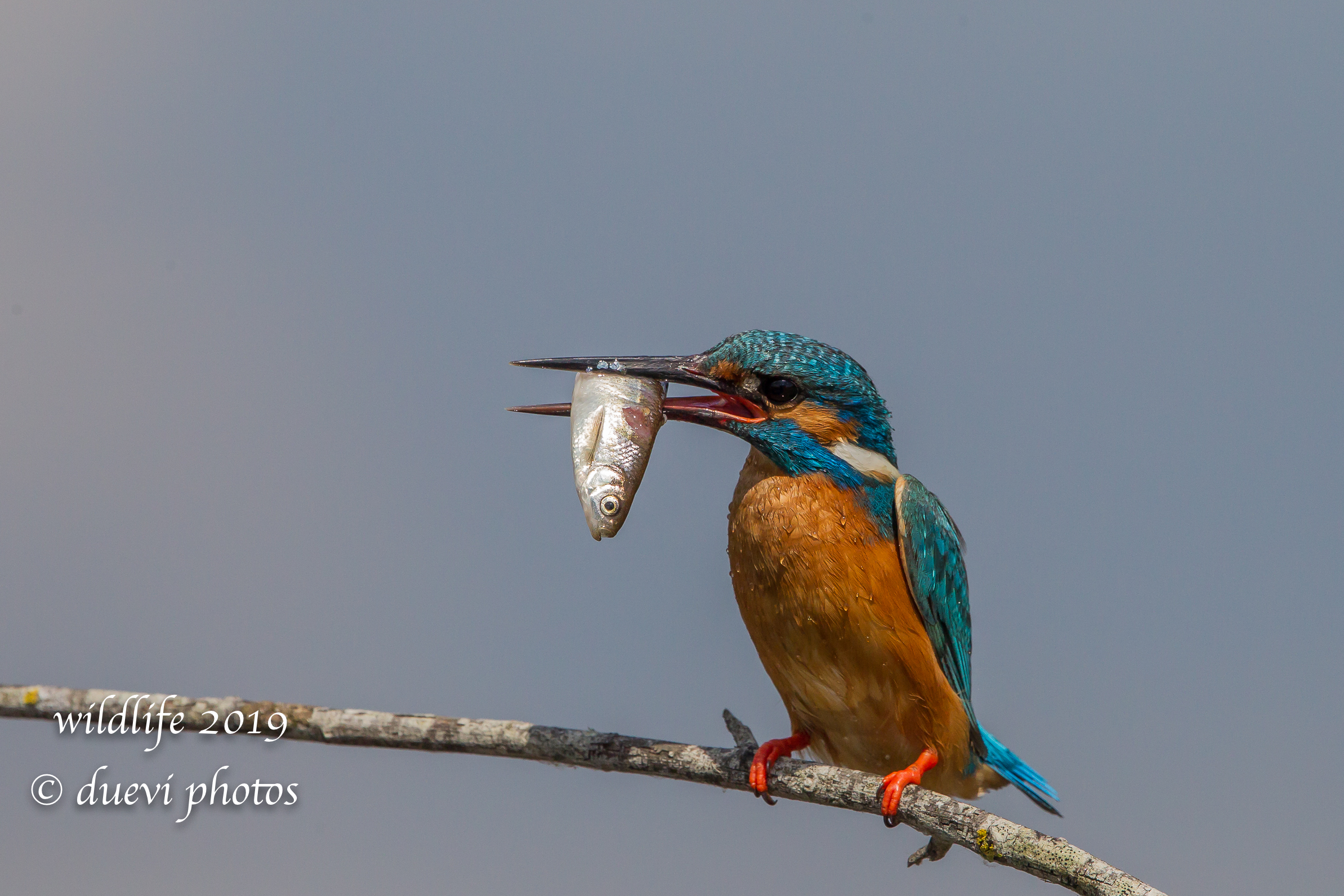 Alcedo Atthis-Kingfisher