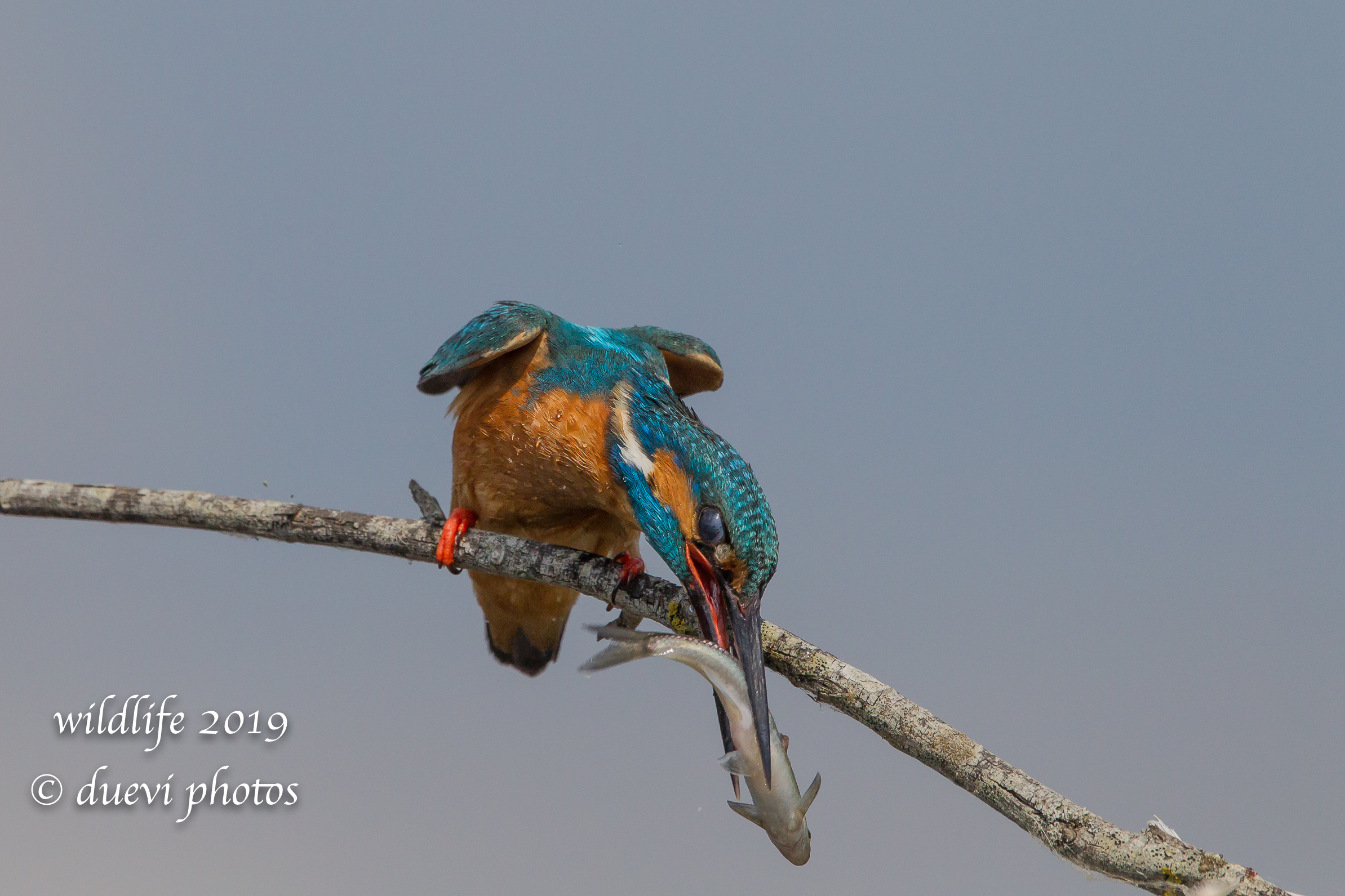 Alcedo Atthis-Kingfisher