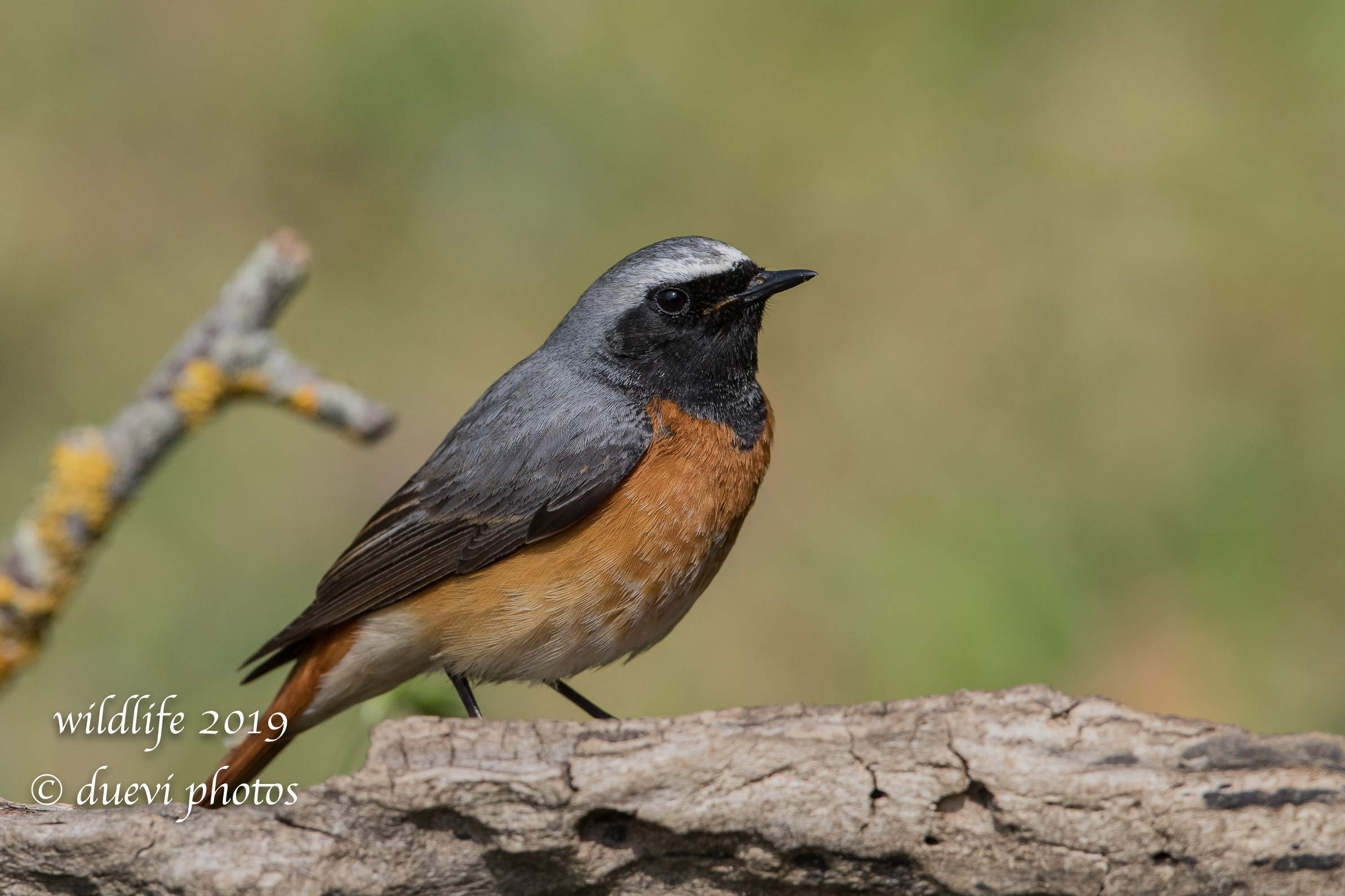 Phoenicurus Phoenicurus-Common Redtail