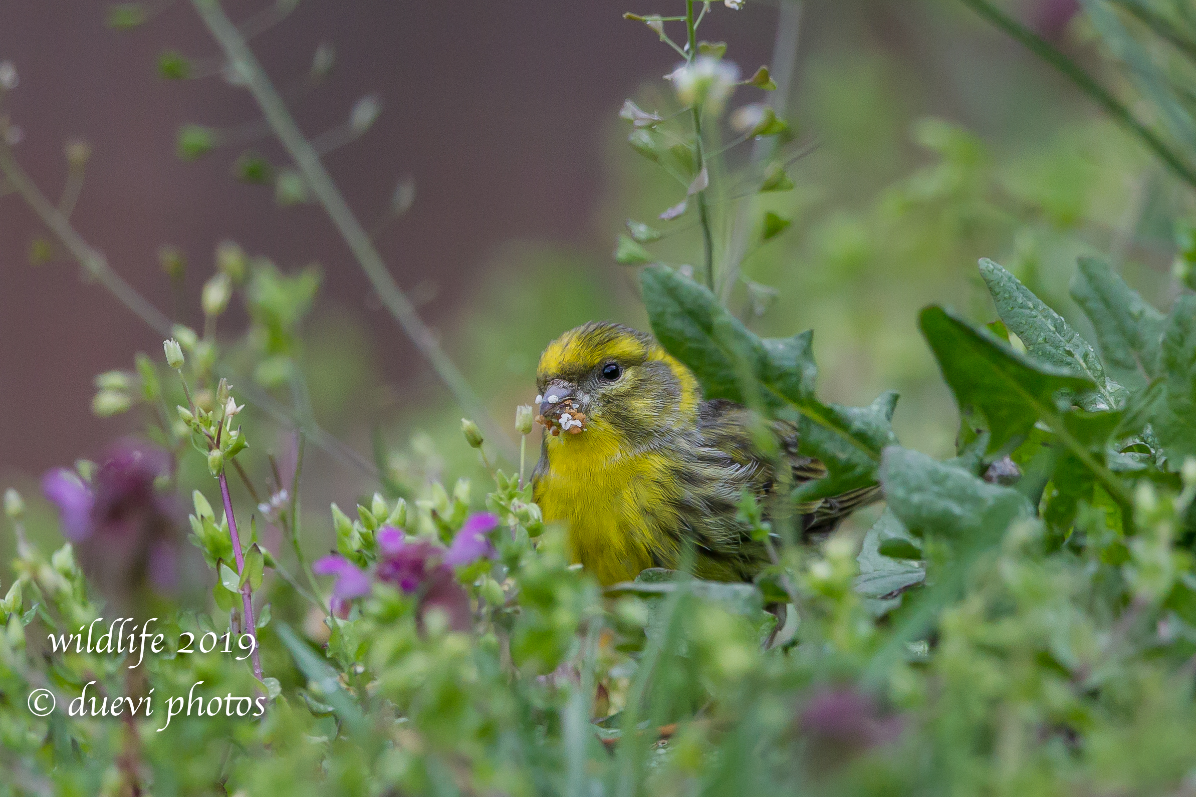 Serinus Serinus-Verzellino