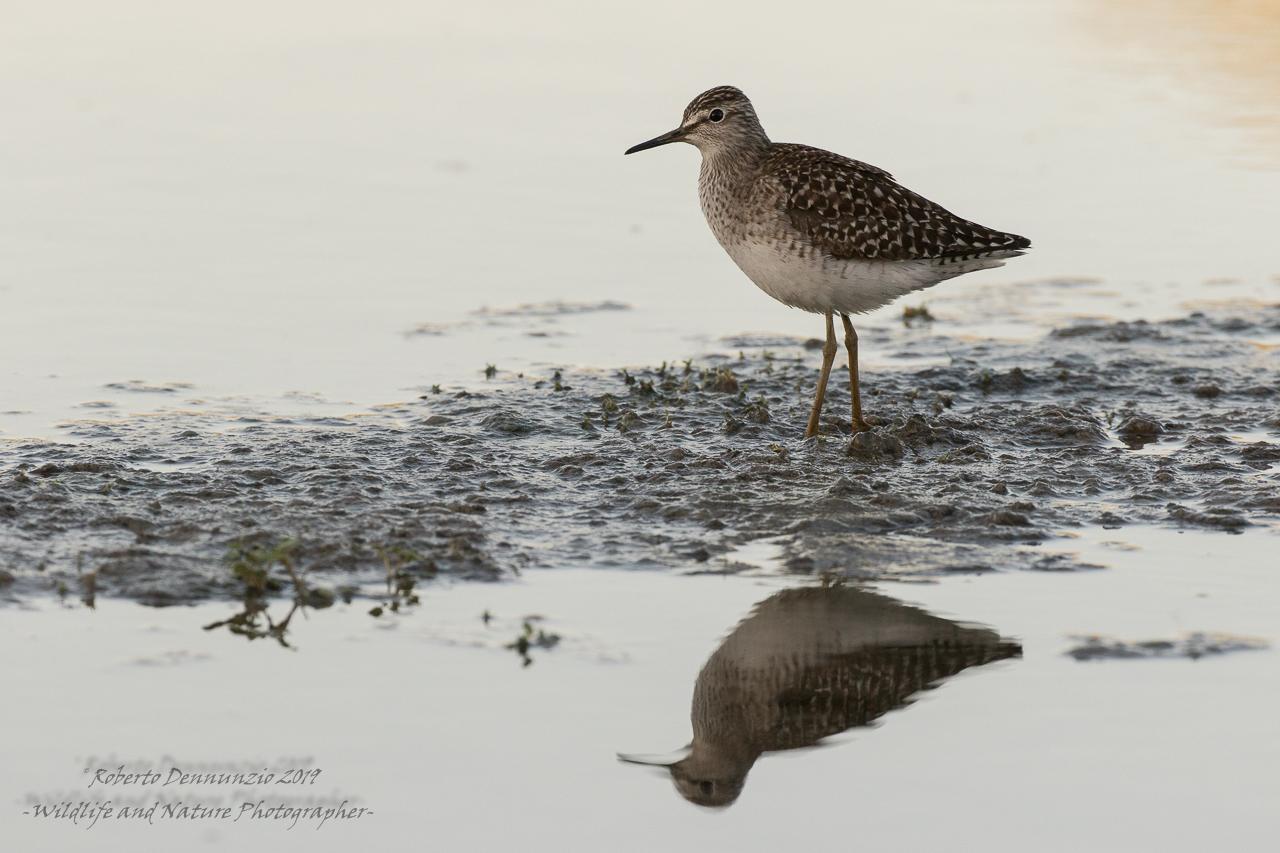 Piro piro boschereccio