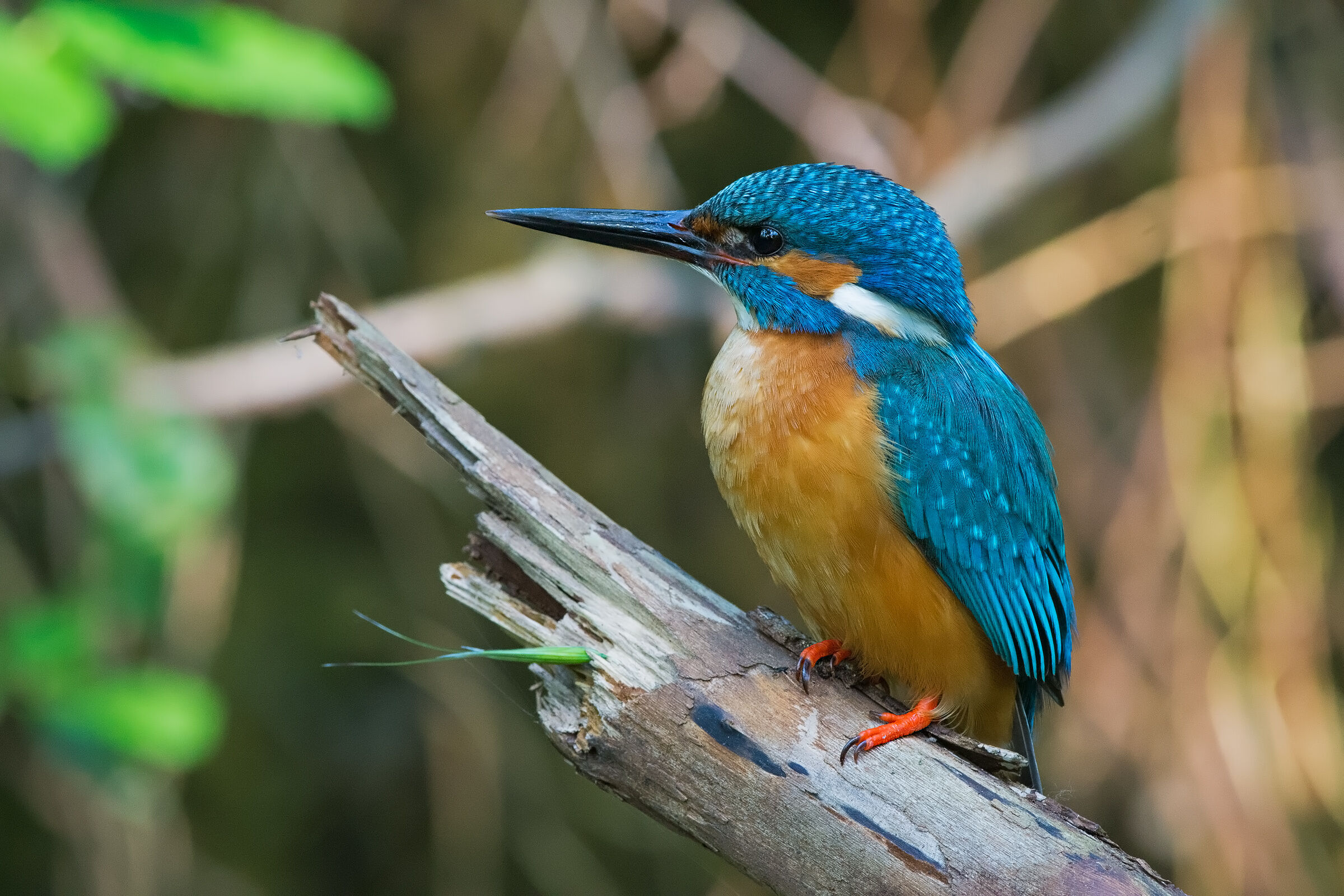 Guarding the bad weather