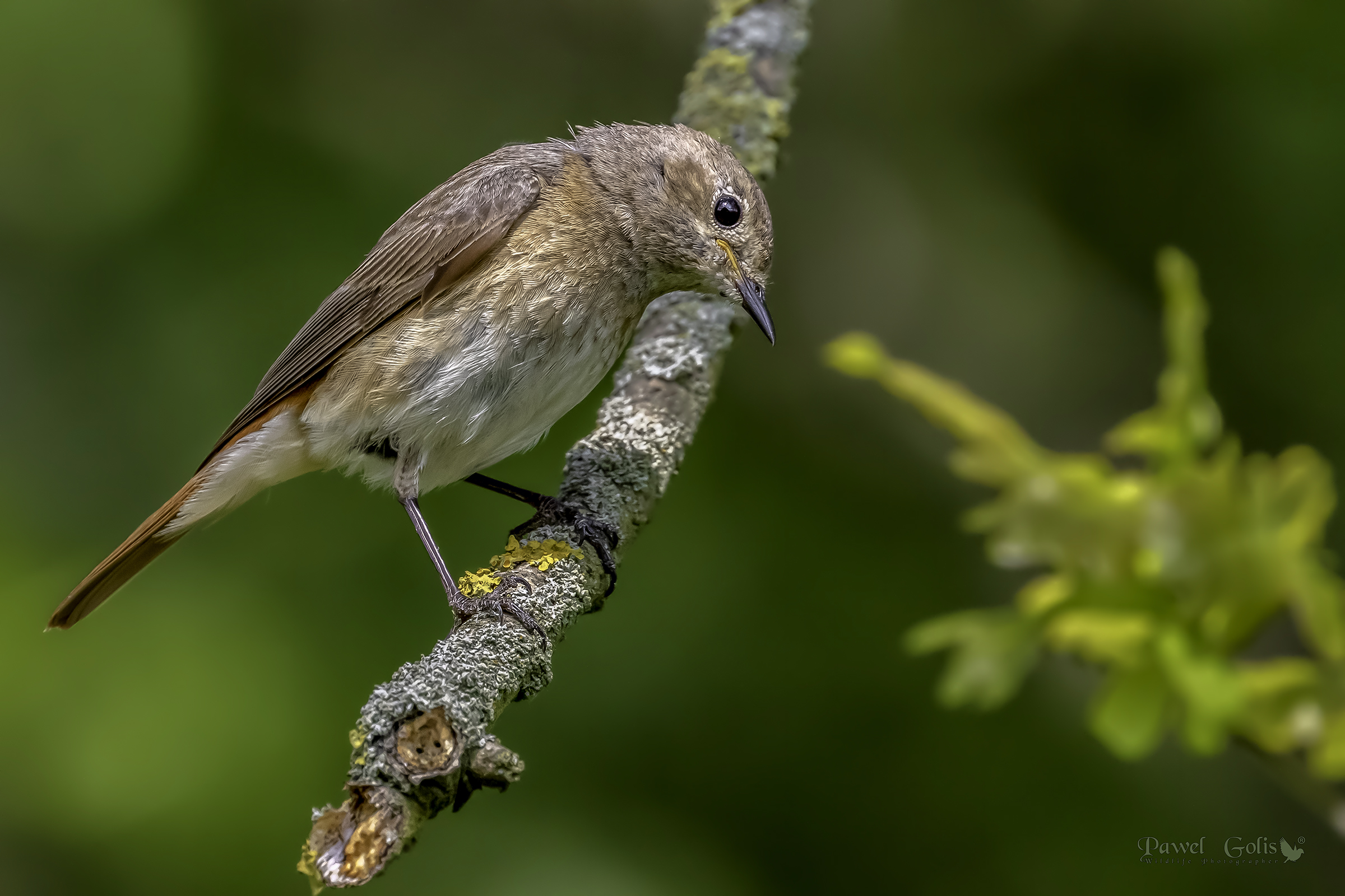 Comune Codirosso (phoenicurus Phoenicurus)