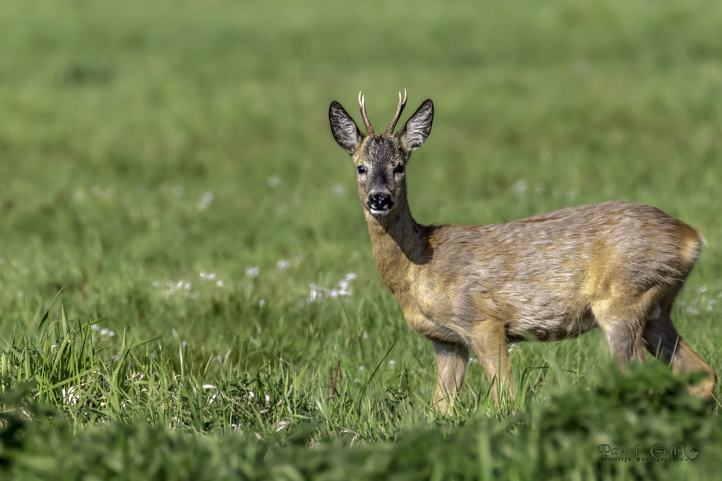 Capriolo-capra (Capreolus capreolus)