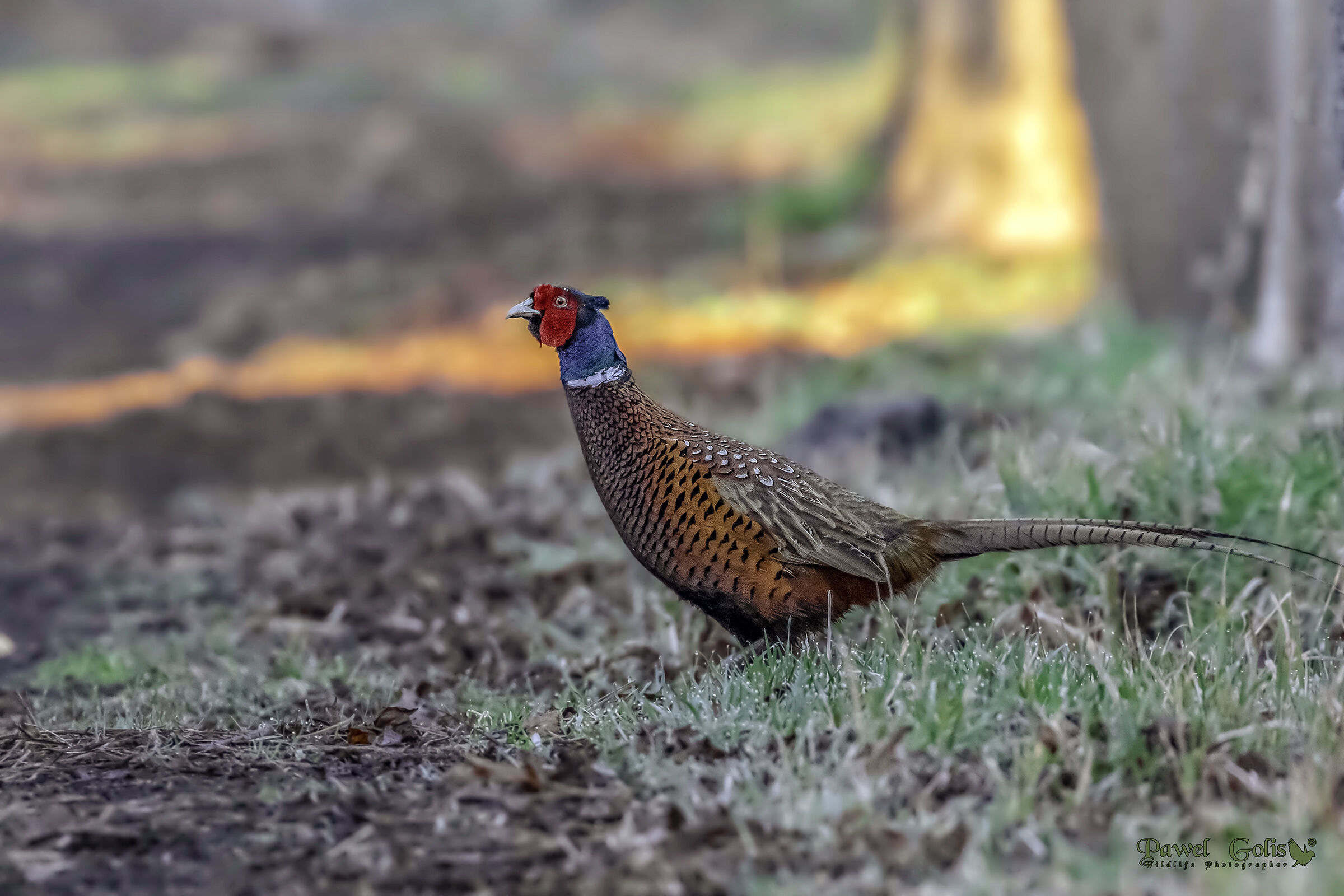 Fagiano (Phasianus colchicus)