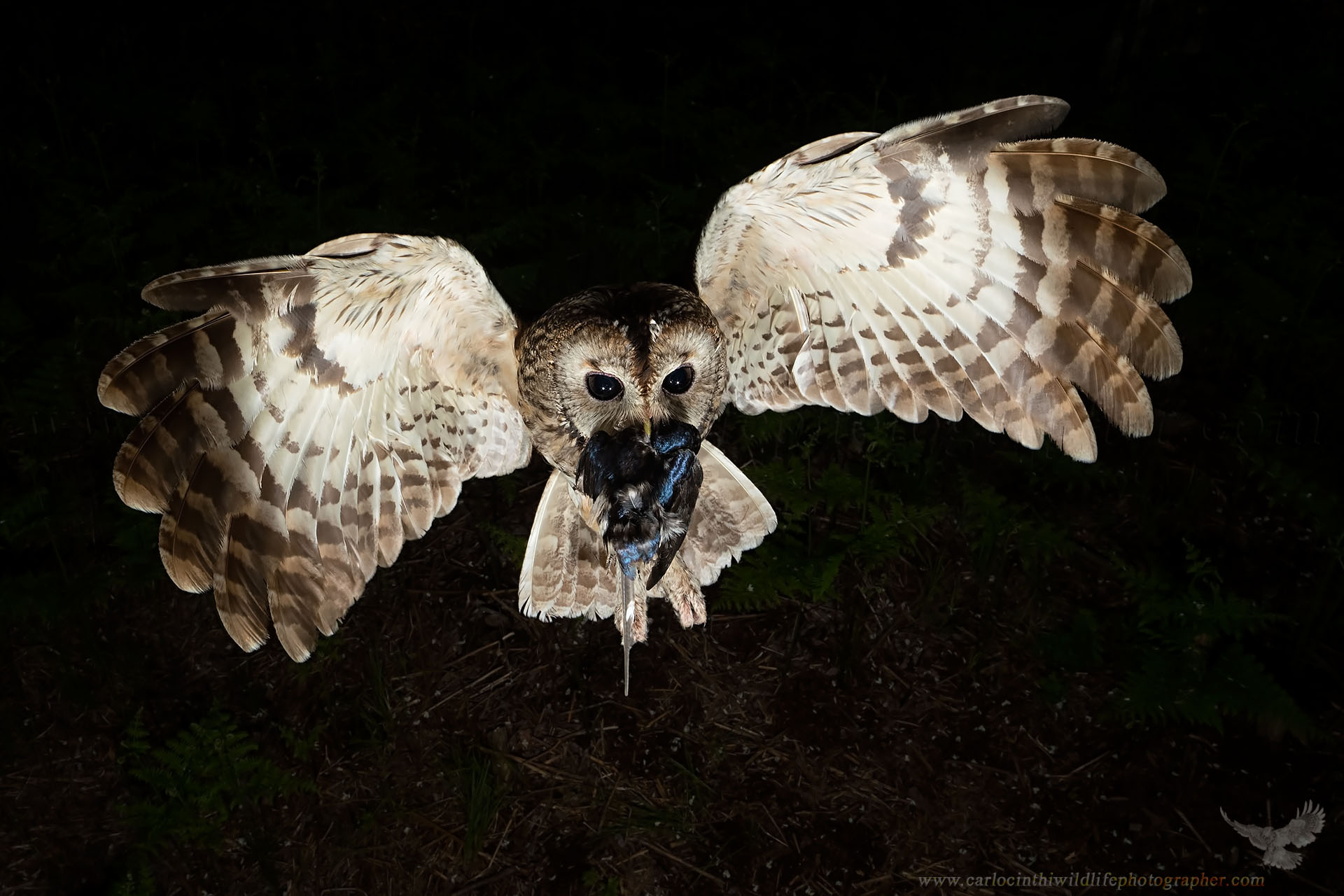 Tawny Owl with Swallow