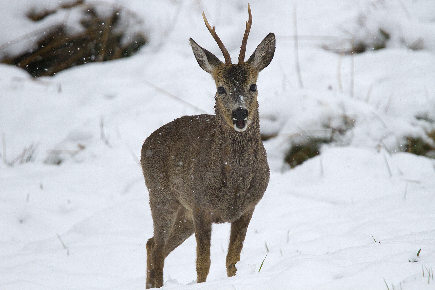 Male roe Deer