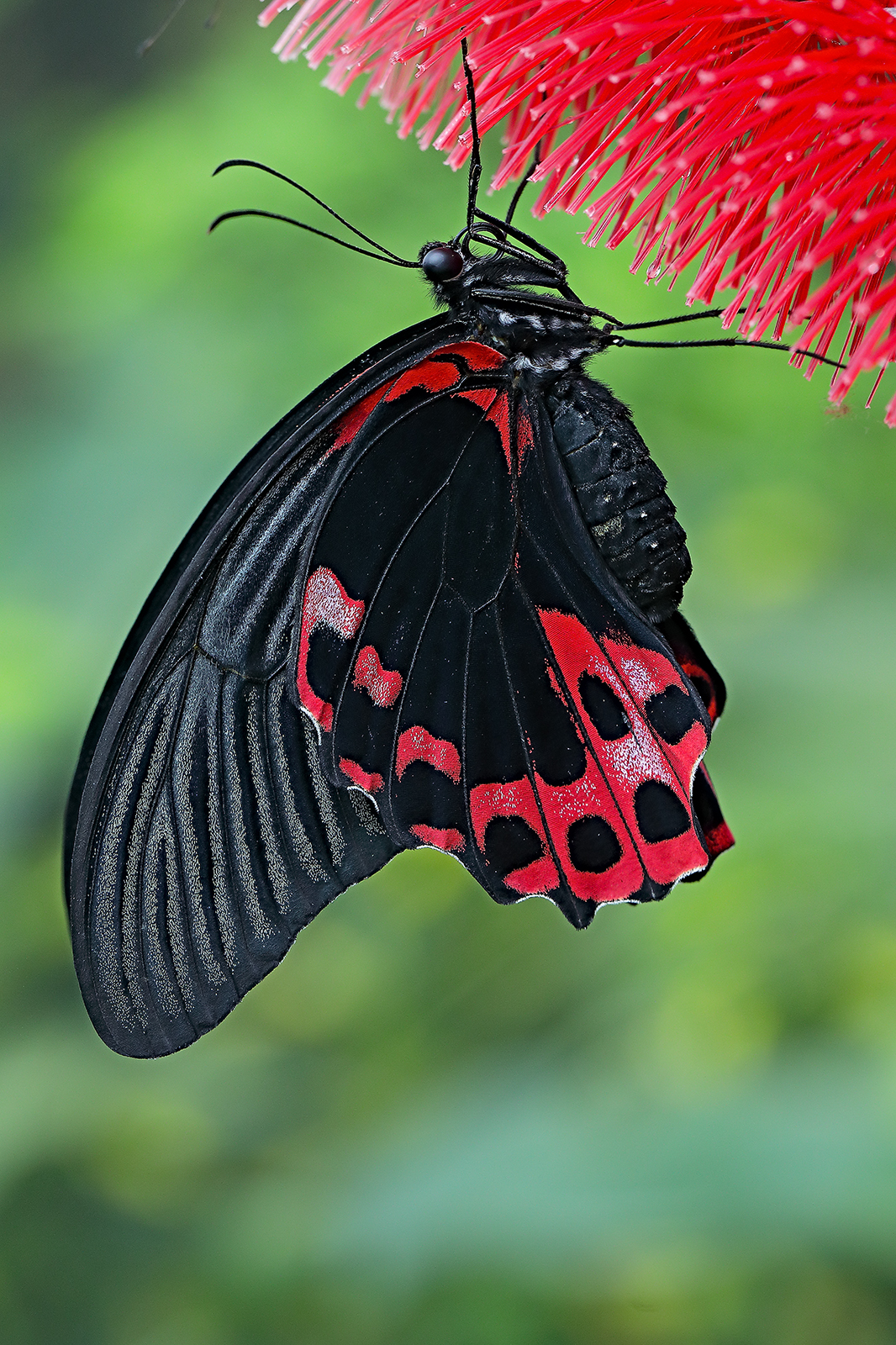 papilio rumanzovia