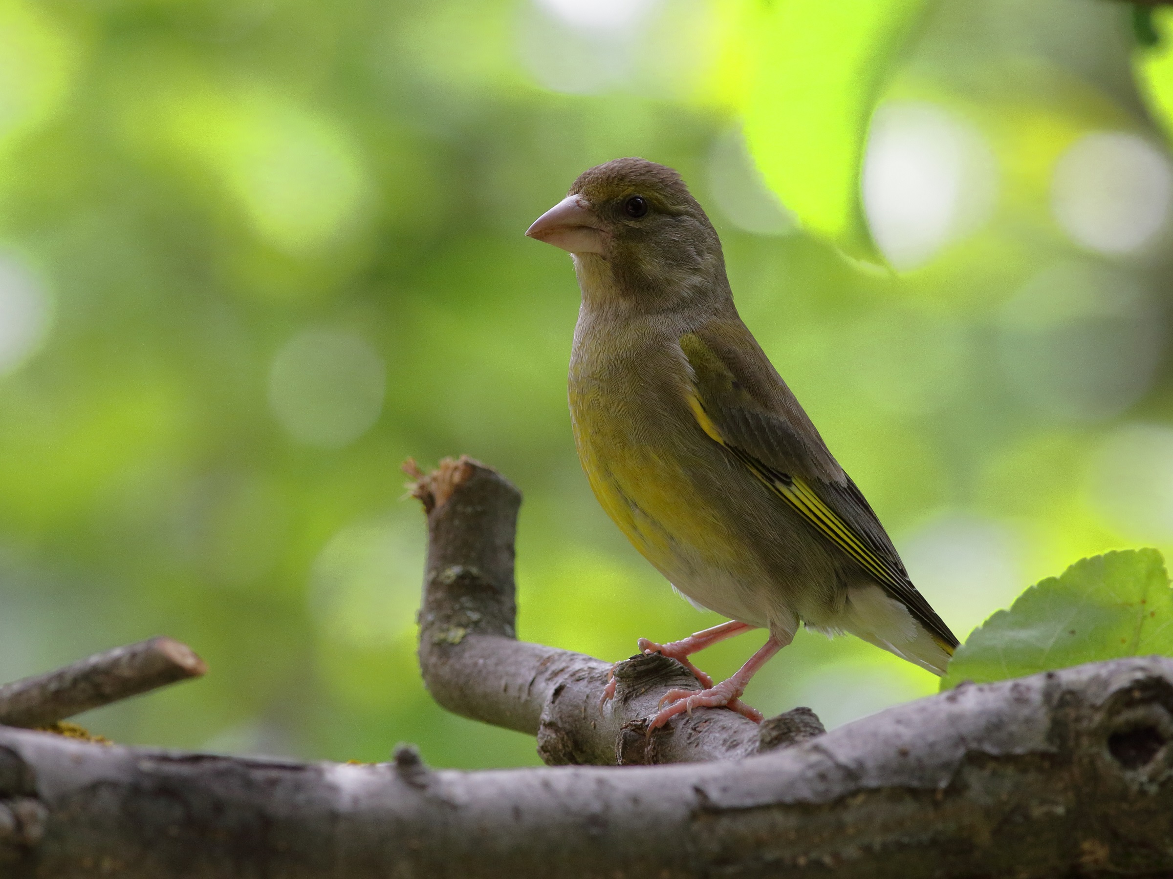 Carduelis Chloris  verdone
