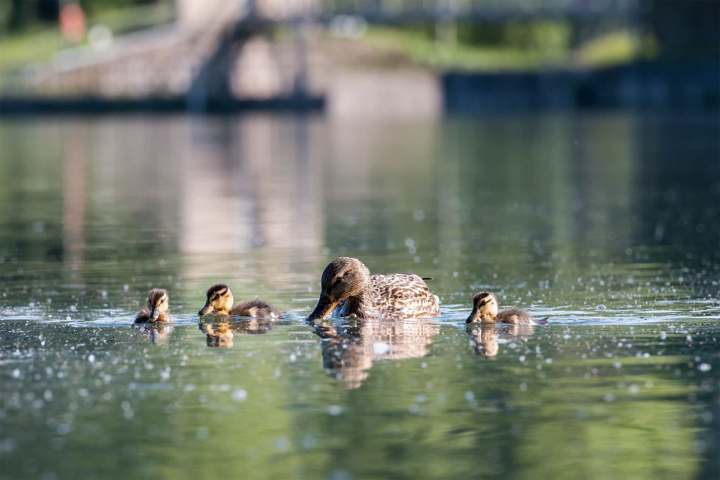 La famigliola felice