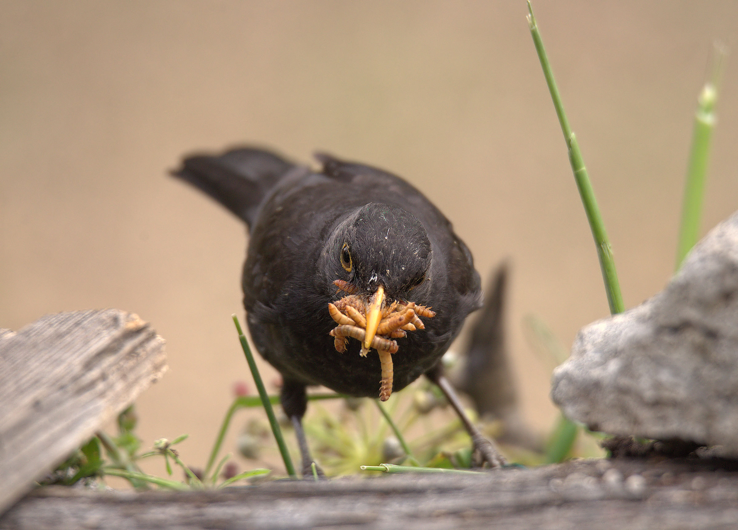 Male Blackbird