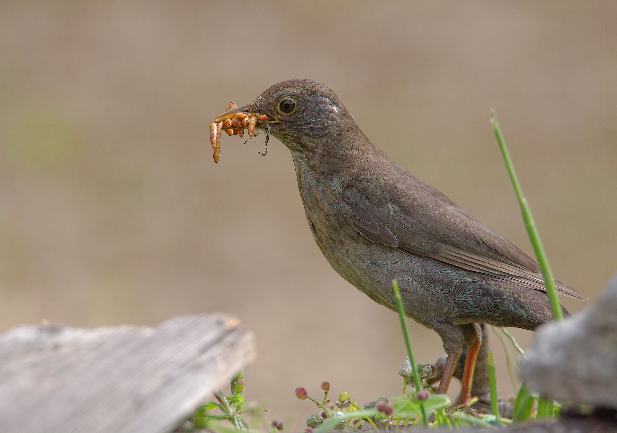 Female Blackbird