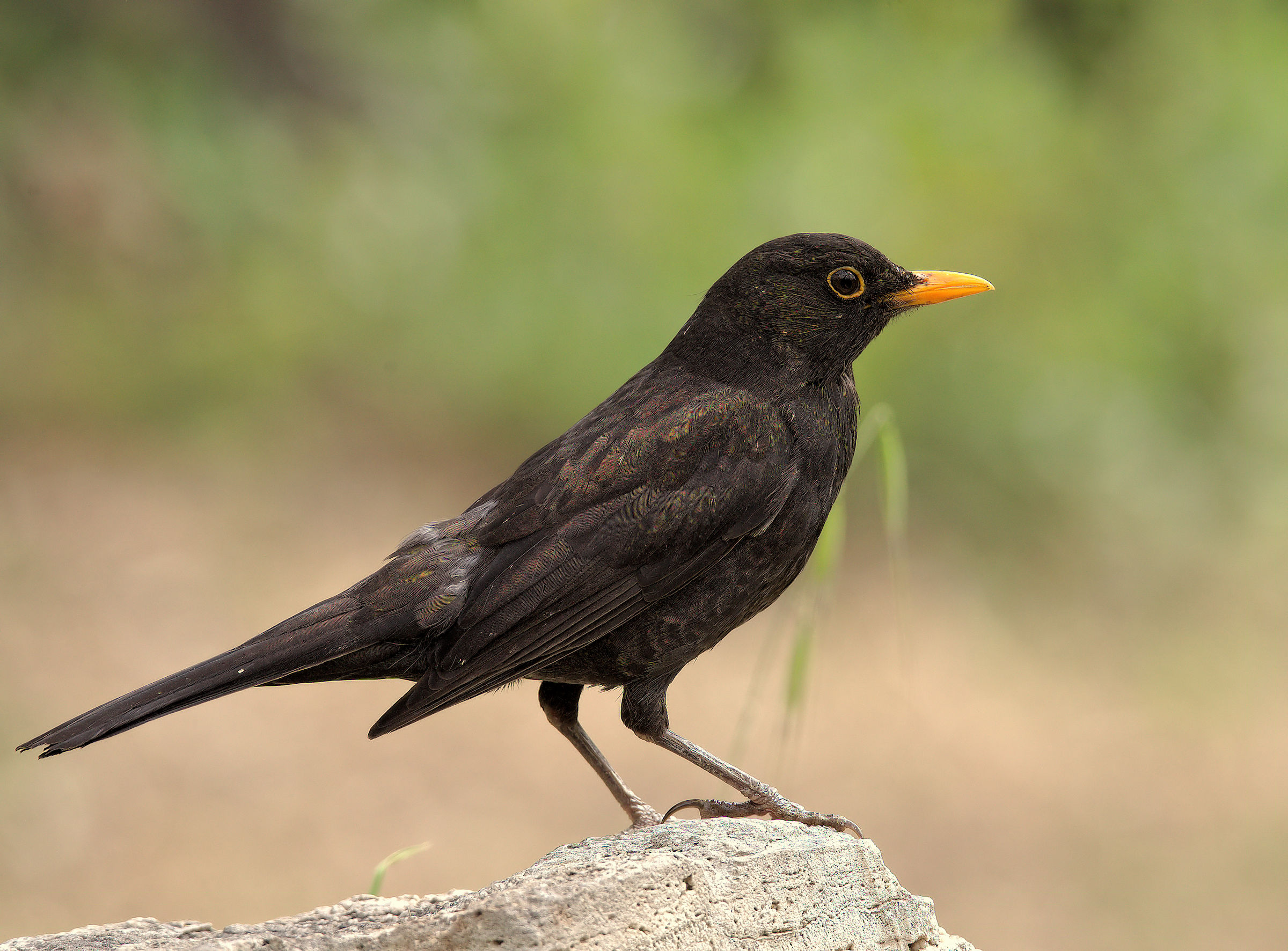 Male Blackbird