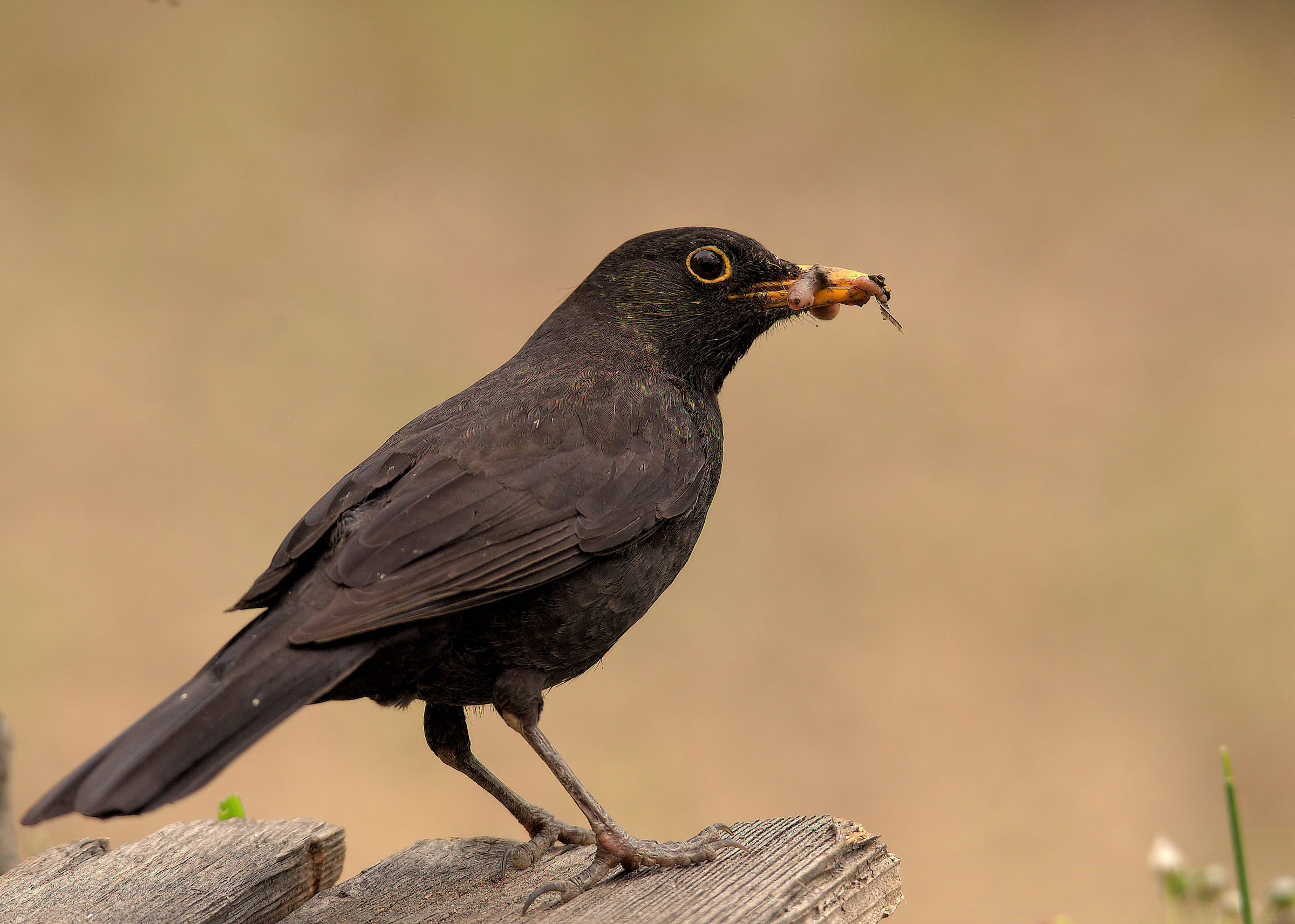 Male Blackbird