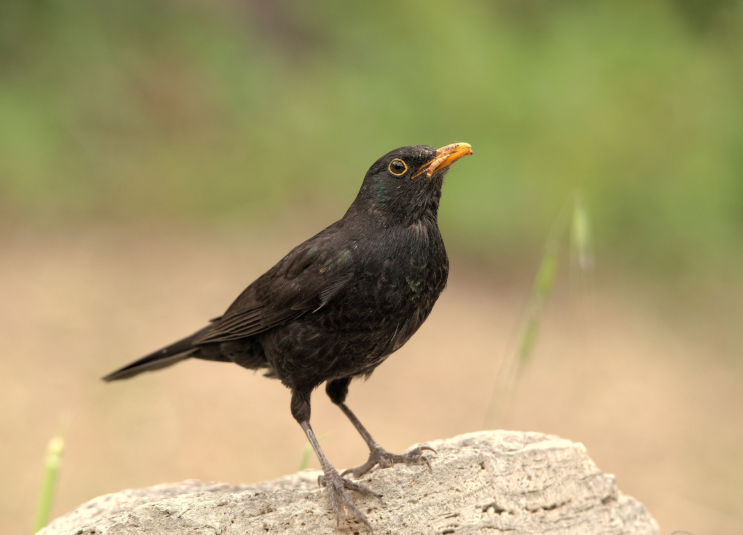 Male Blackbird