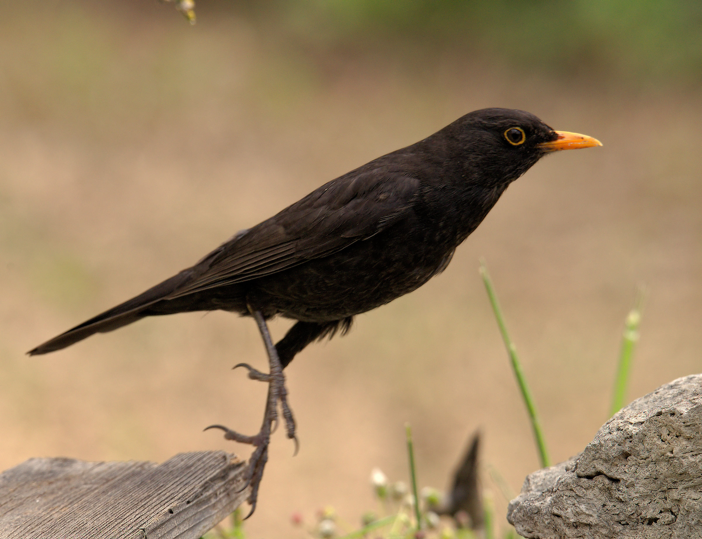 Male Blackbird