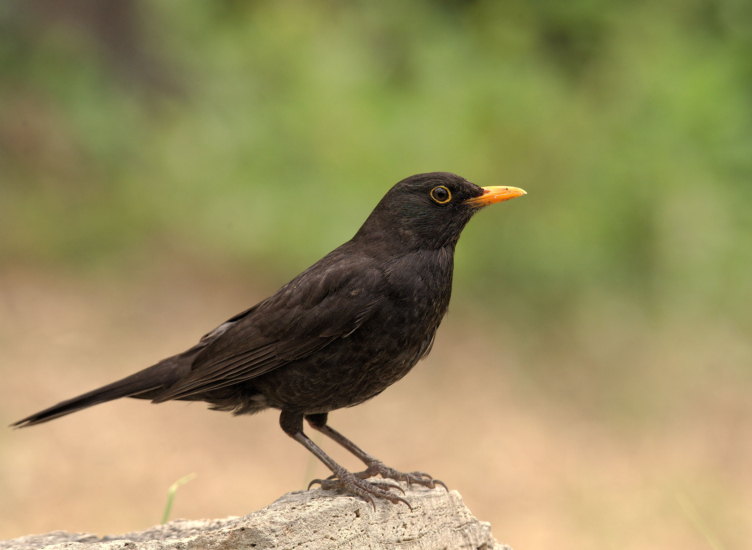 Male Blackbird