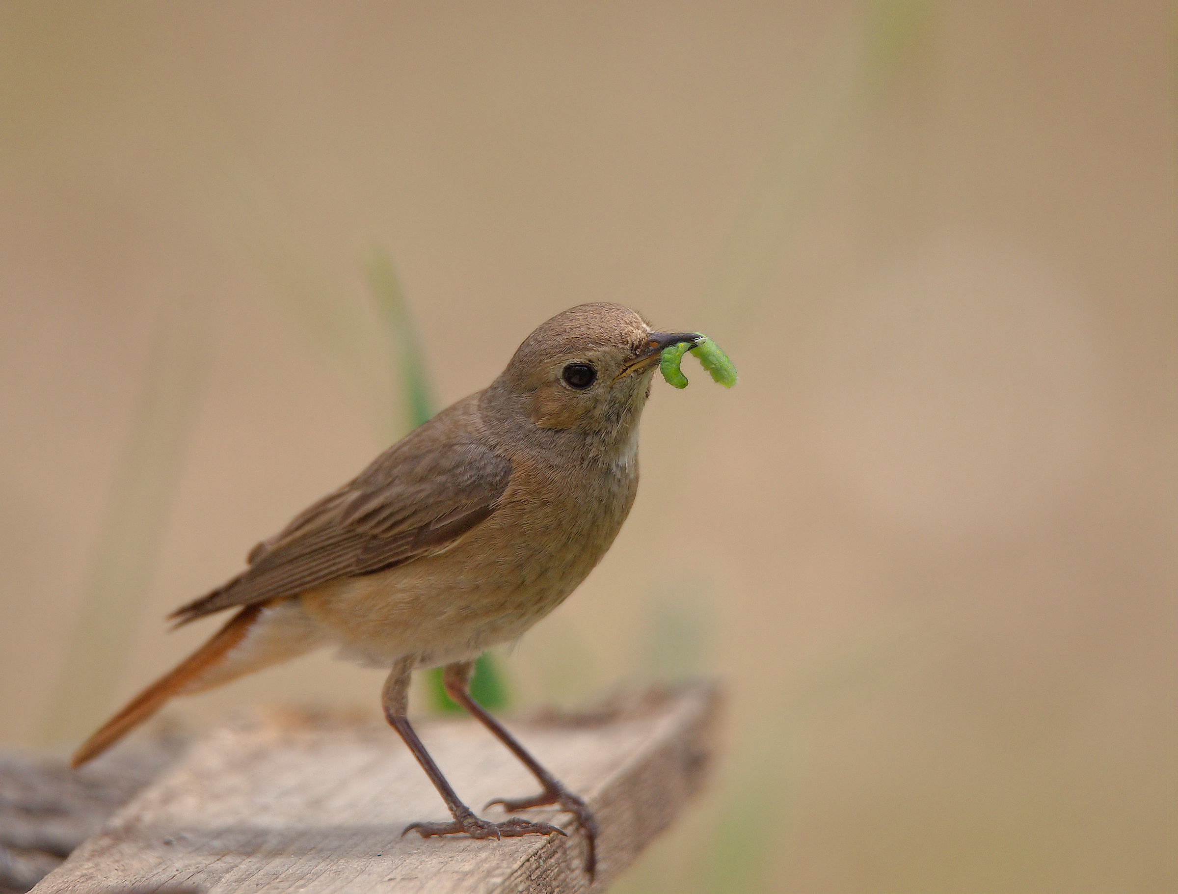 Codirosso comune femmina