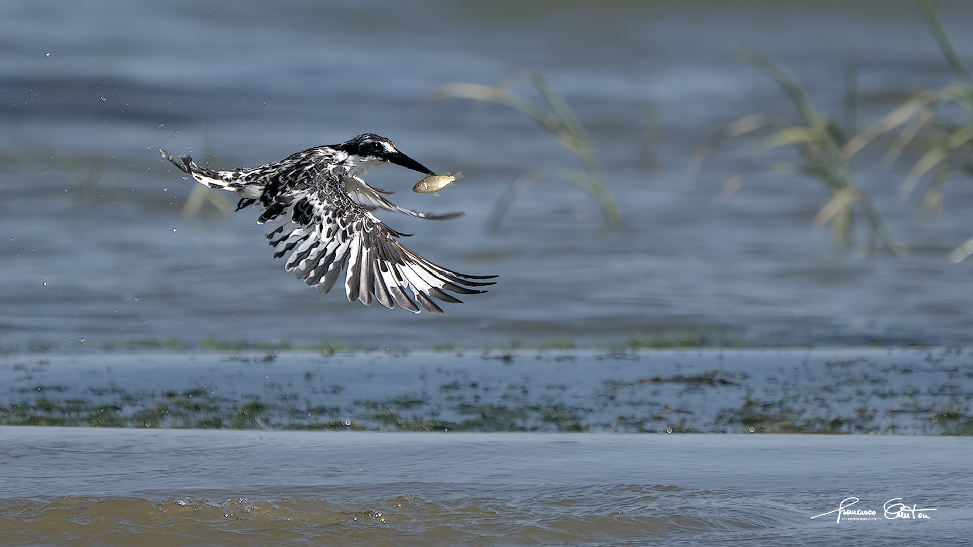 Pied Kingfisher