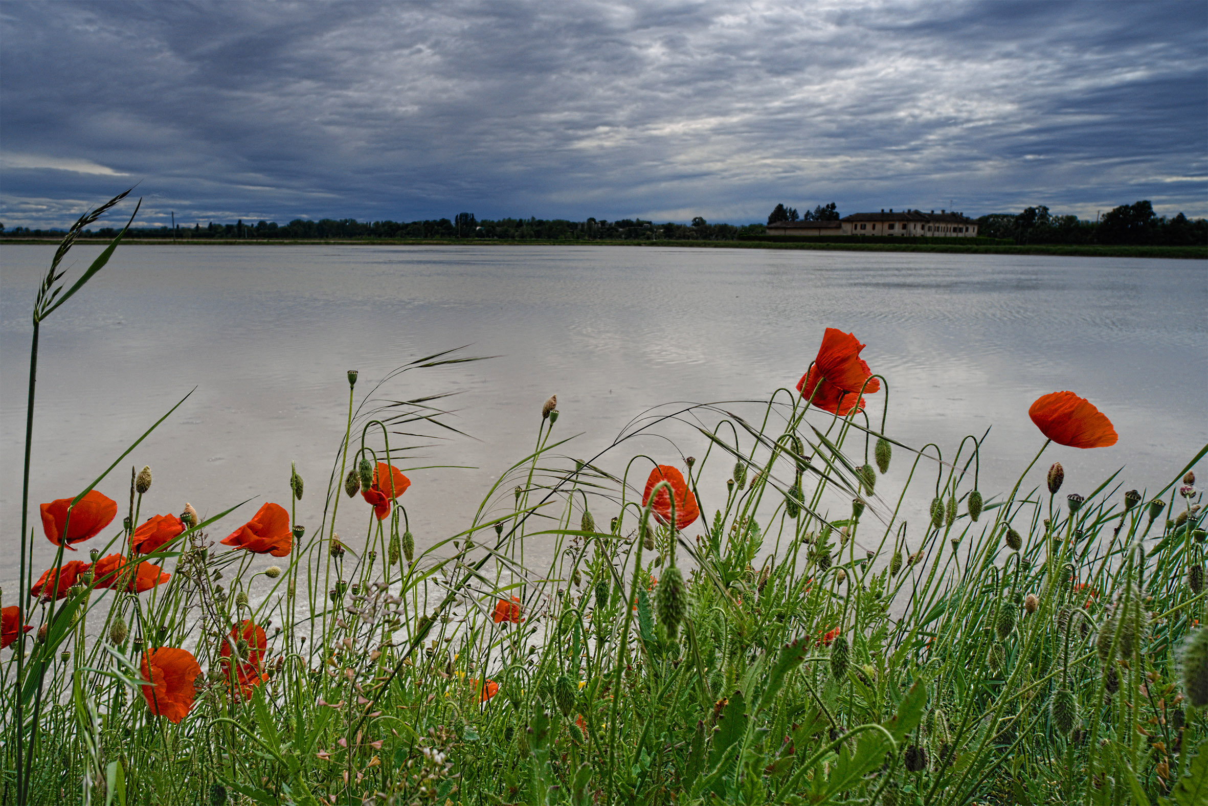 Tomorrow the Rice will be born, today it rains and blows.