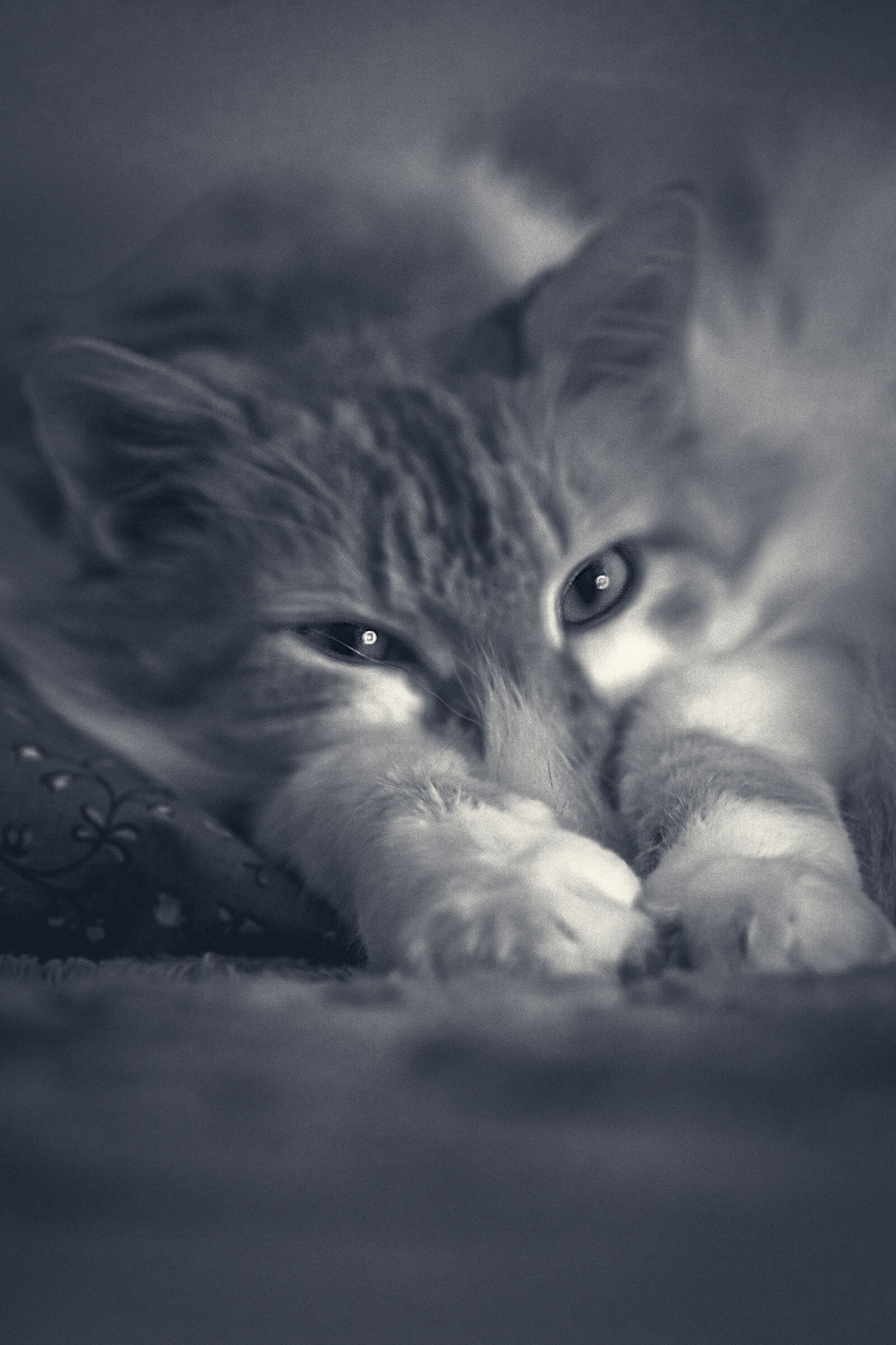 Portrait at 200mm BW