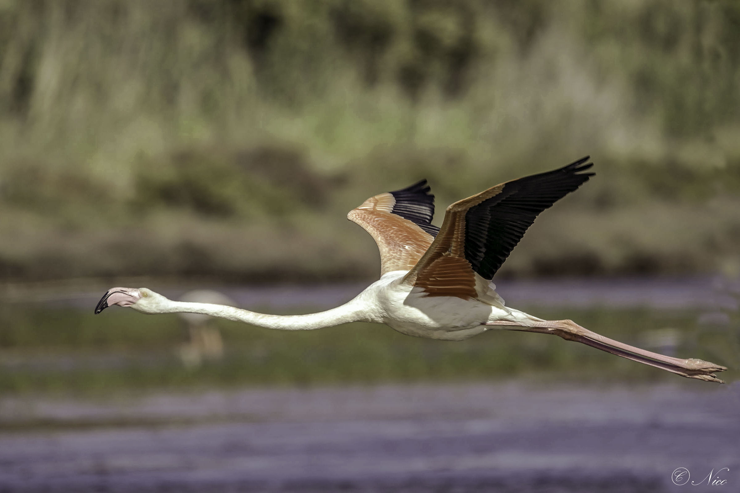 Elegance even in flight