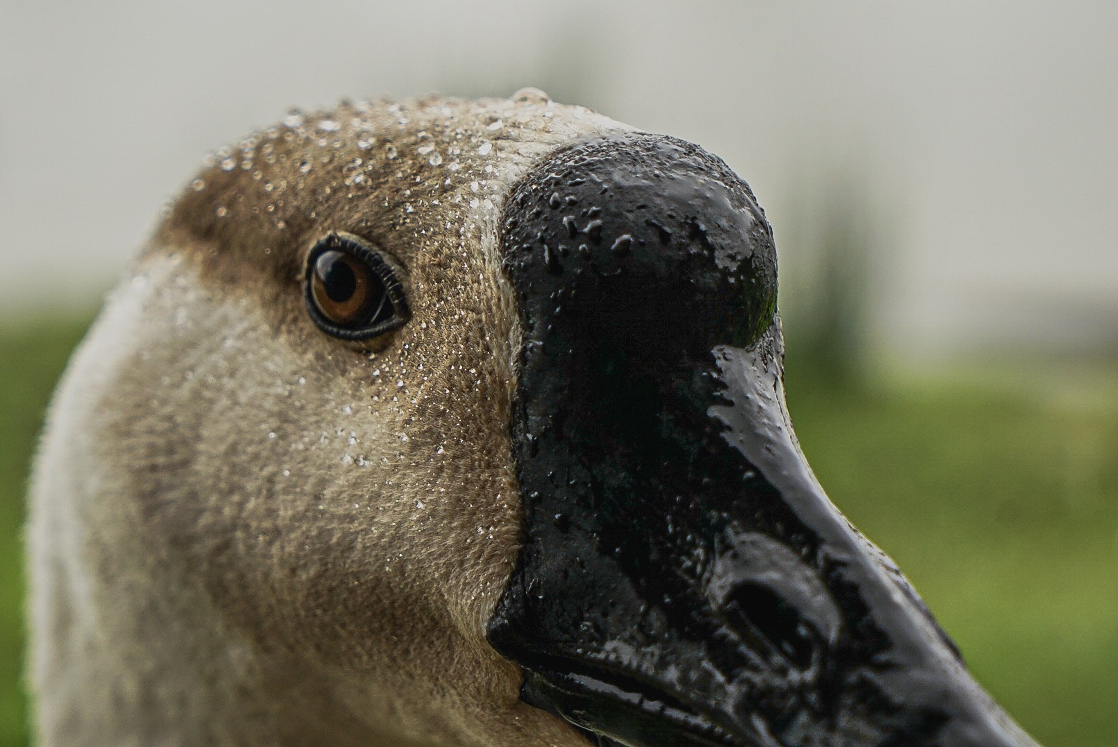 Incontro ravvicinato