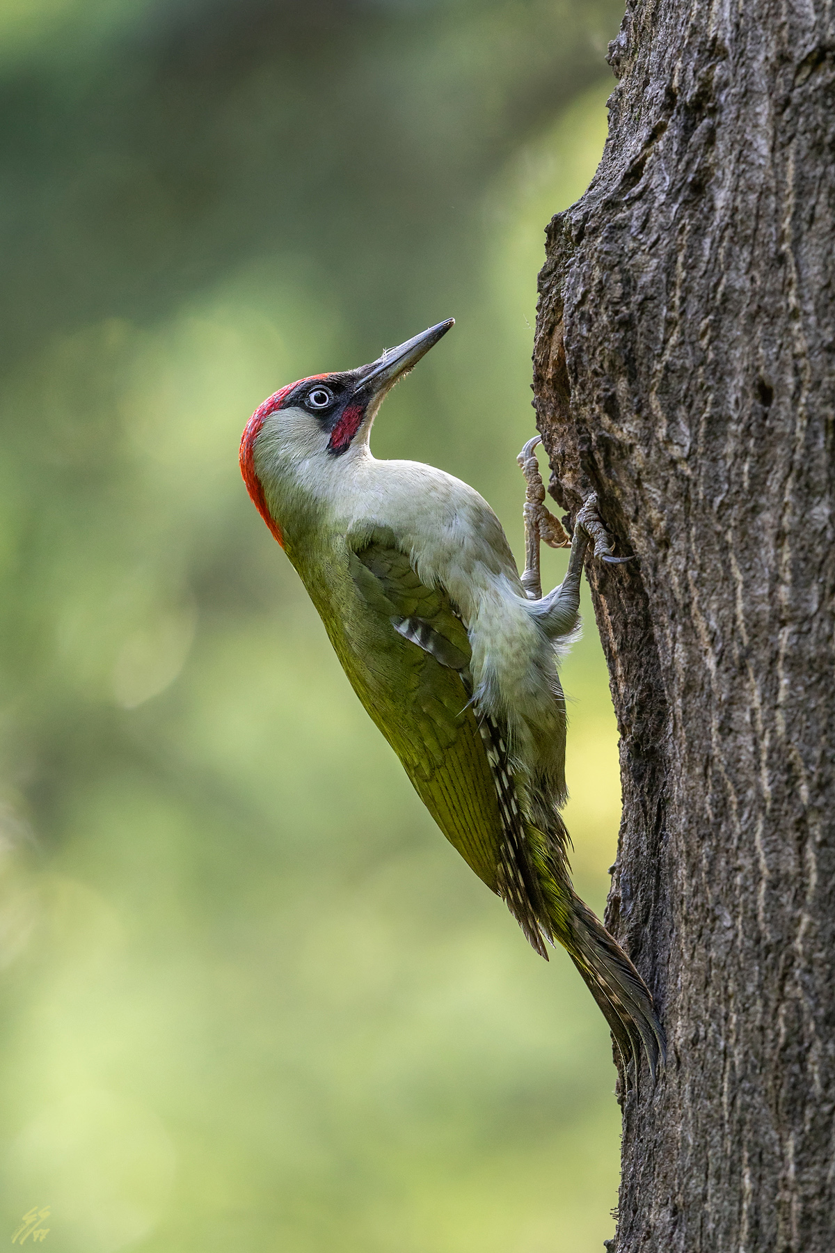 ..picchio verde maschio..