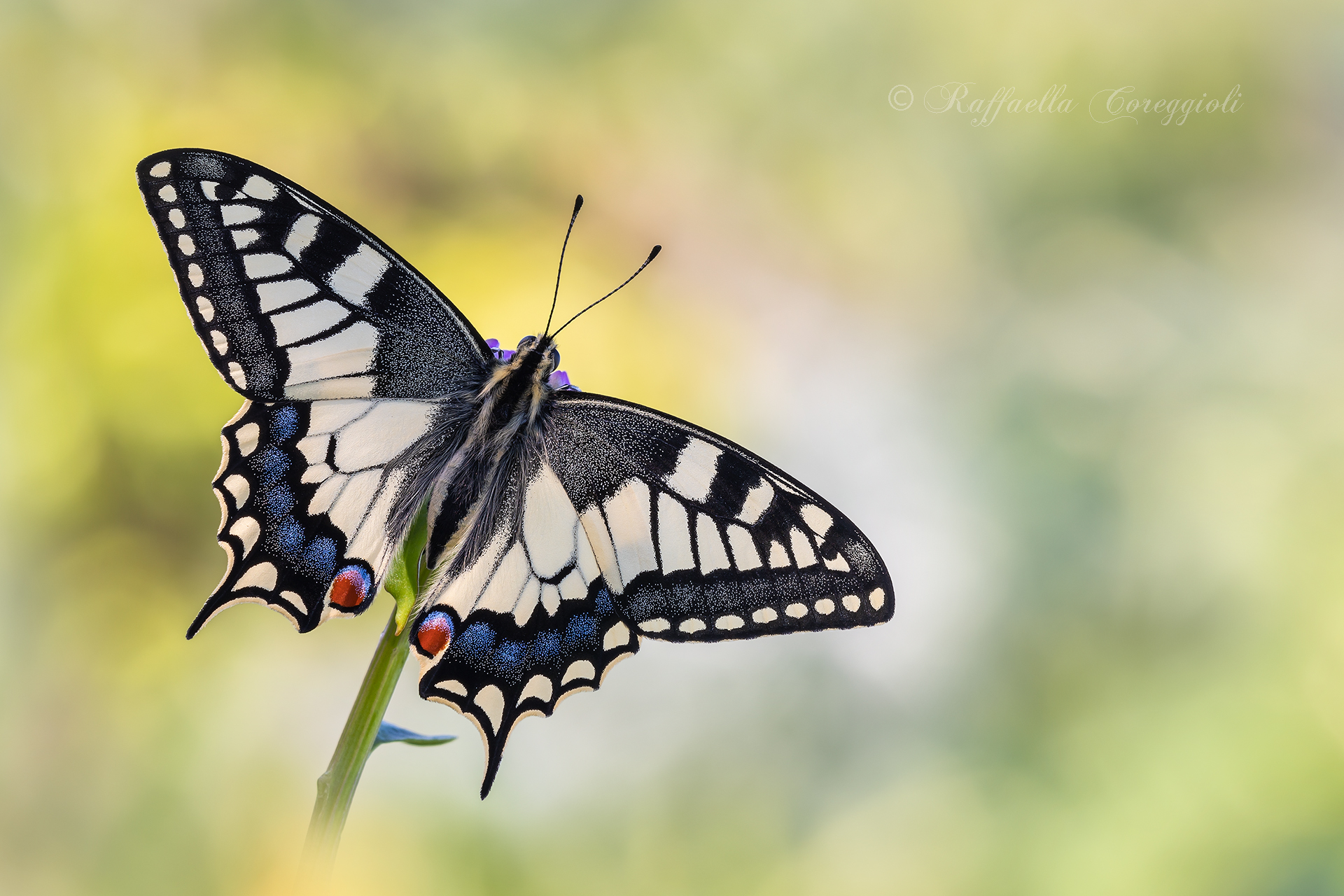 The Papilio machaon
