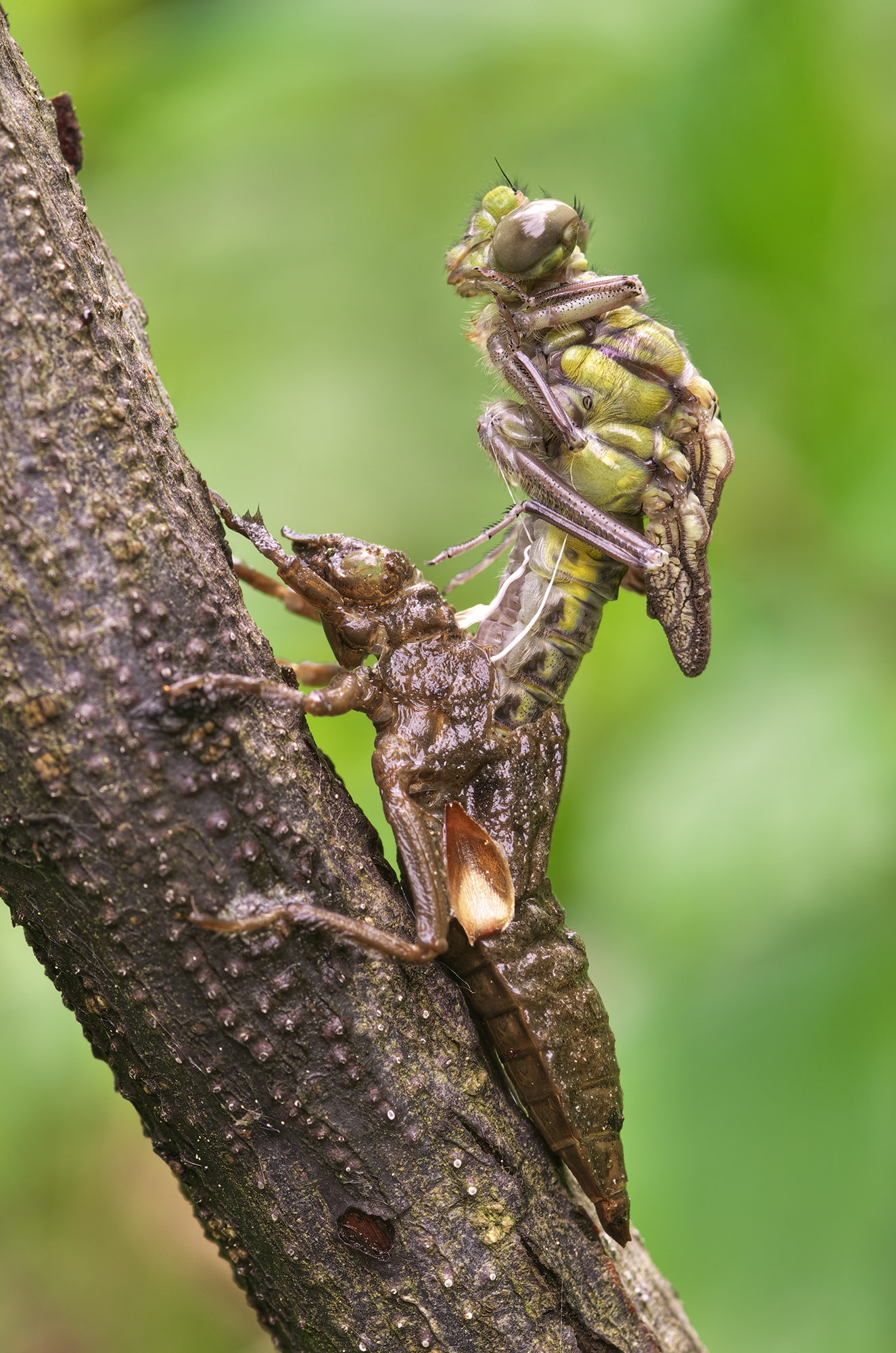 Gomphus vulgatissimus