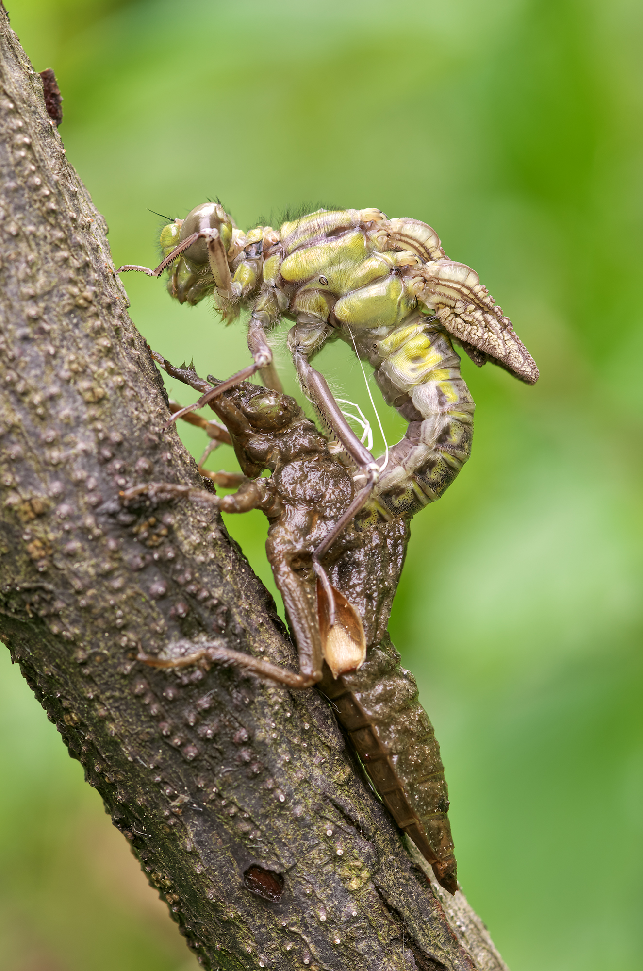 Almost free - Gomphus vulgatissimus