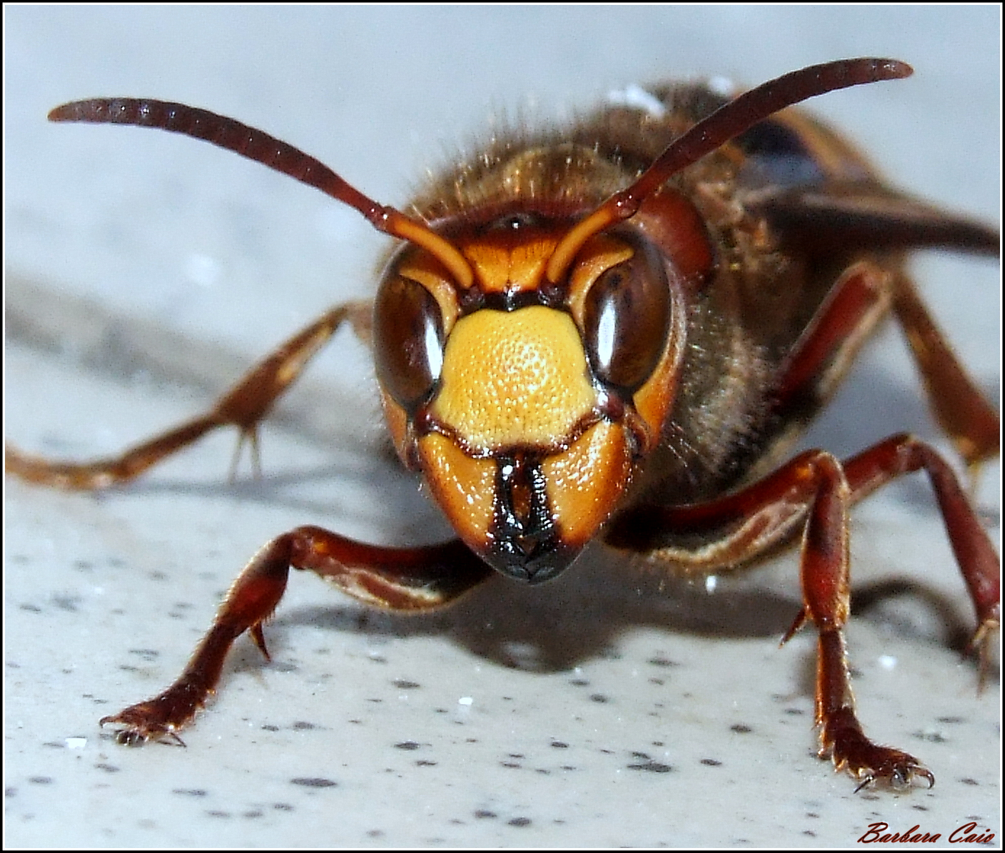 "Vespa Crabro" female