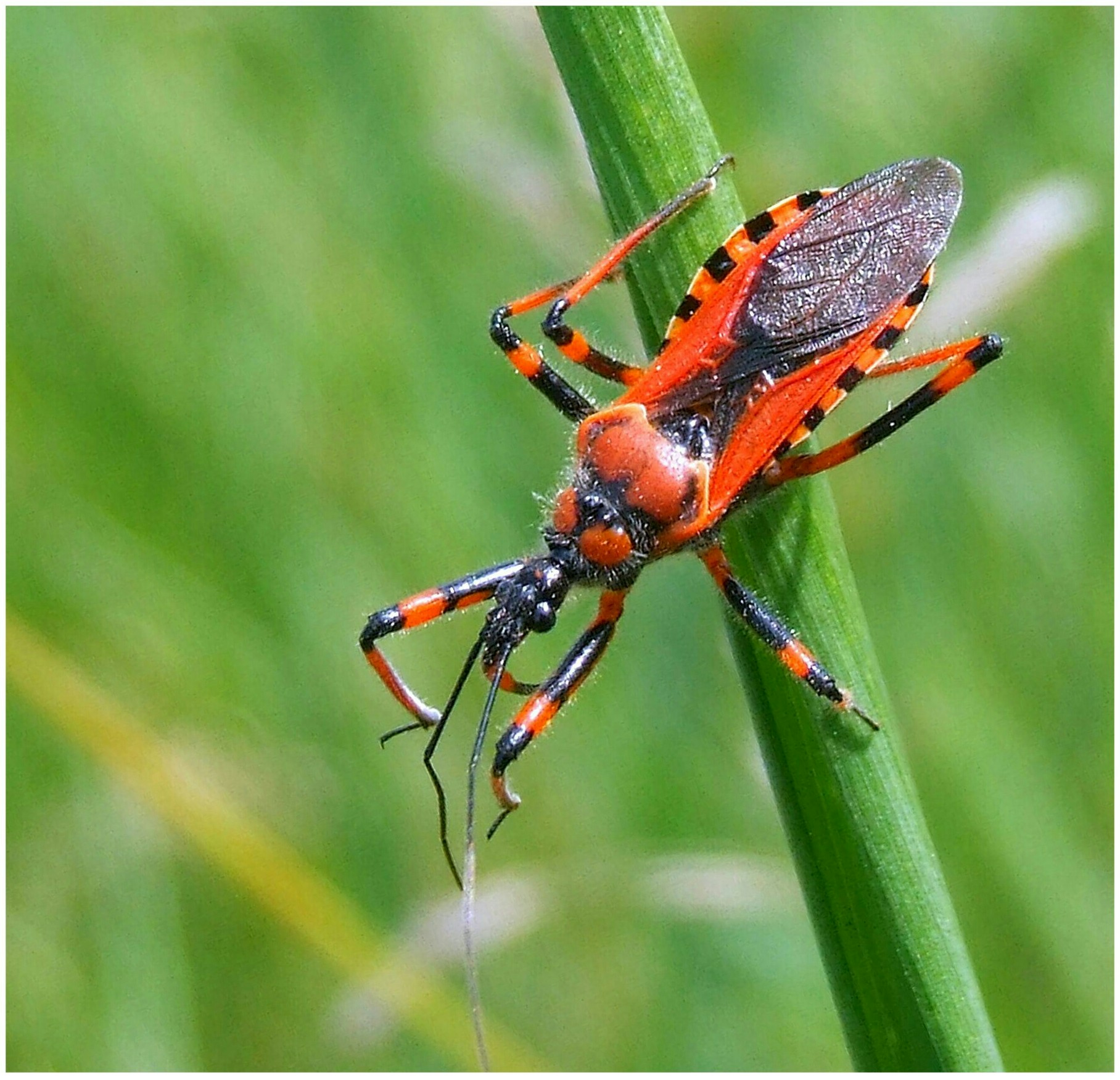 "Rhynocoris Iracundus"