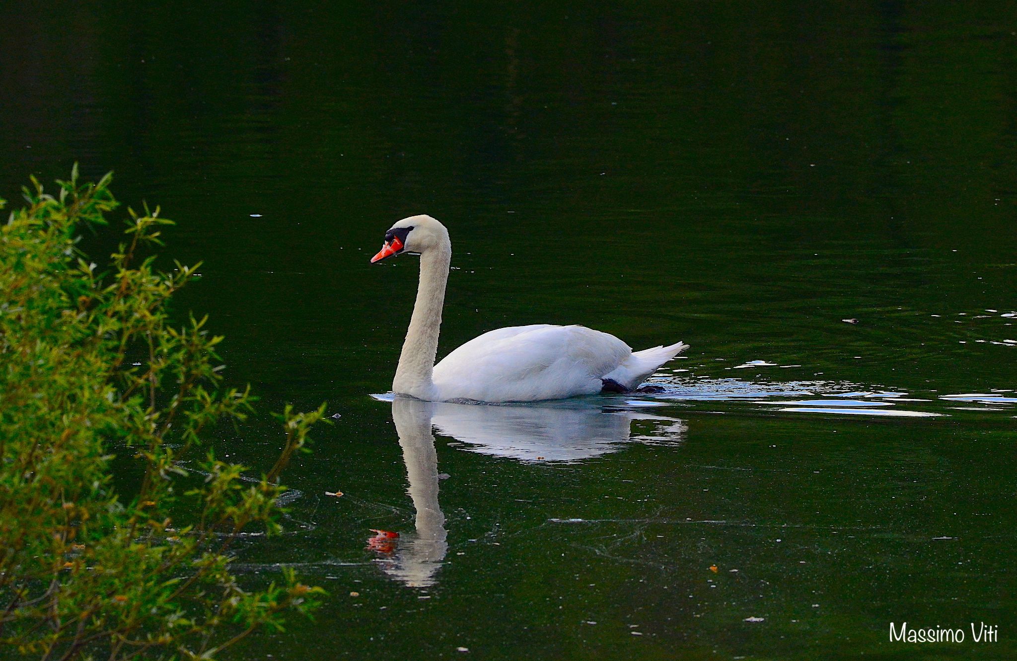" Serenita' " Cigno reale